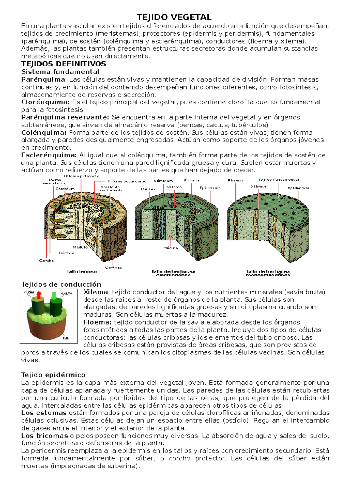 Estudio de Tejidos Vegetales y Animales - Biología 101 - Studocu