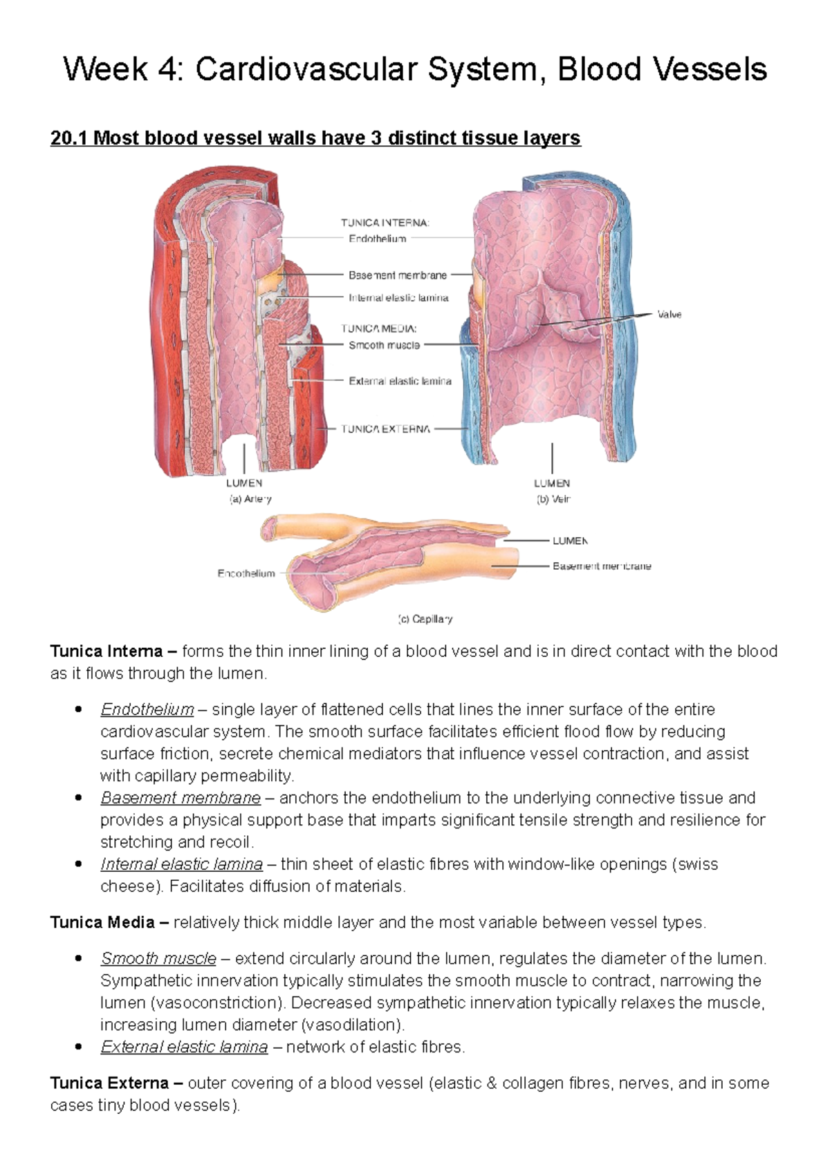 Summary - Cardiovascular System & Blood Vessels (Week 4) - Studocu
