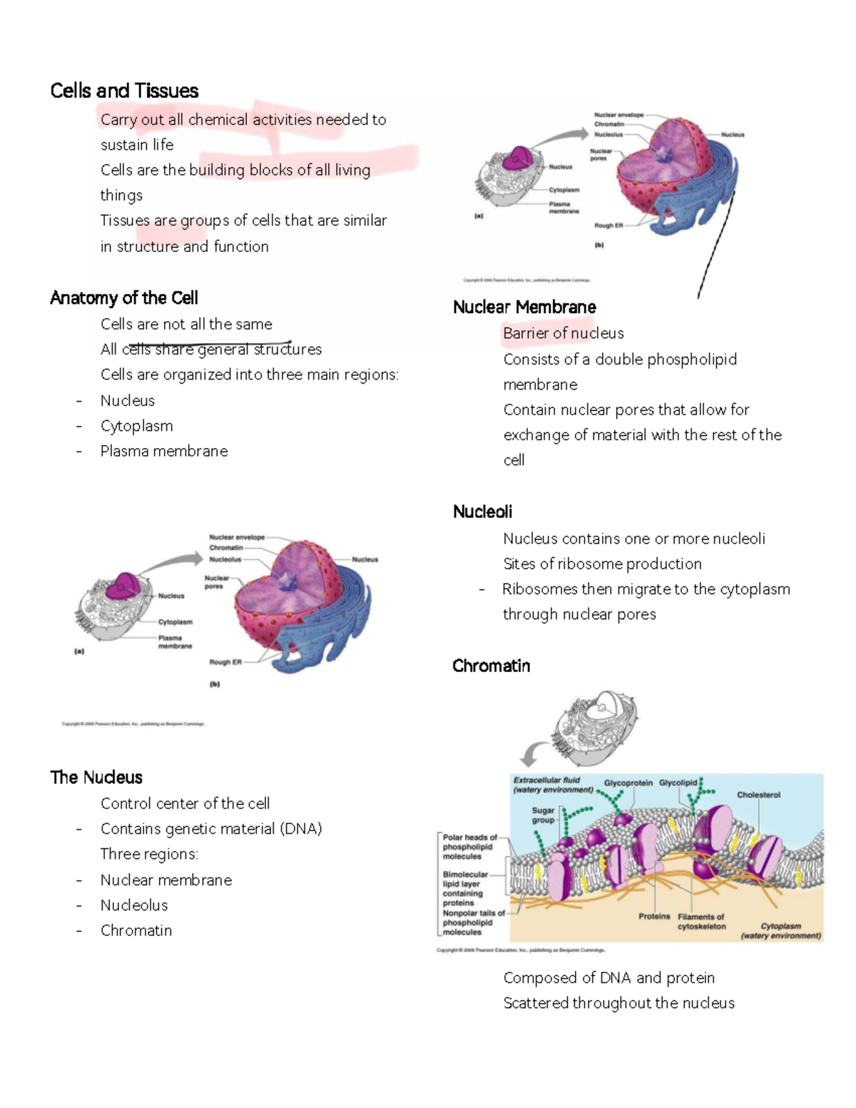 Anatomy of Cells & Tissues: Key Concepts and Functions (ANAT 101) - Studocu
