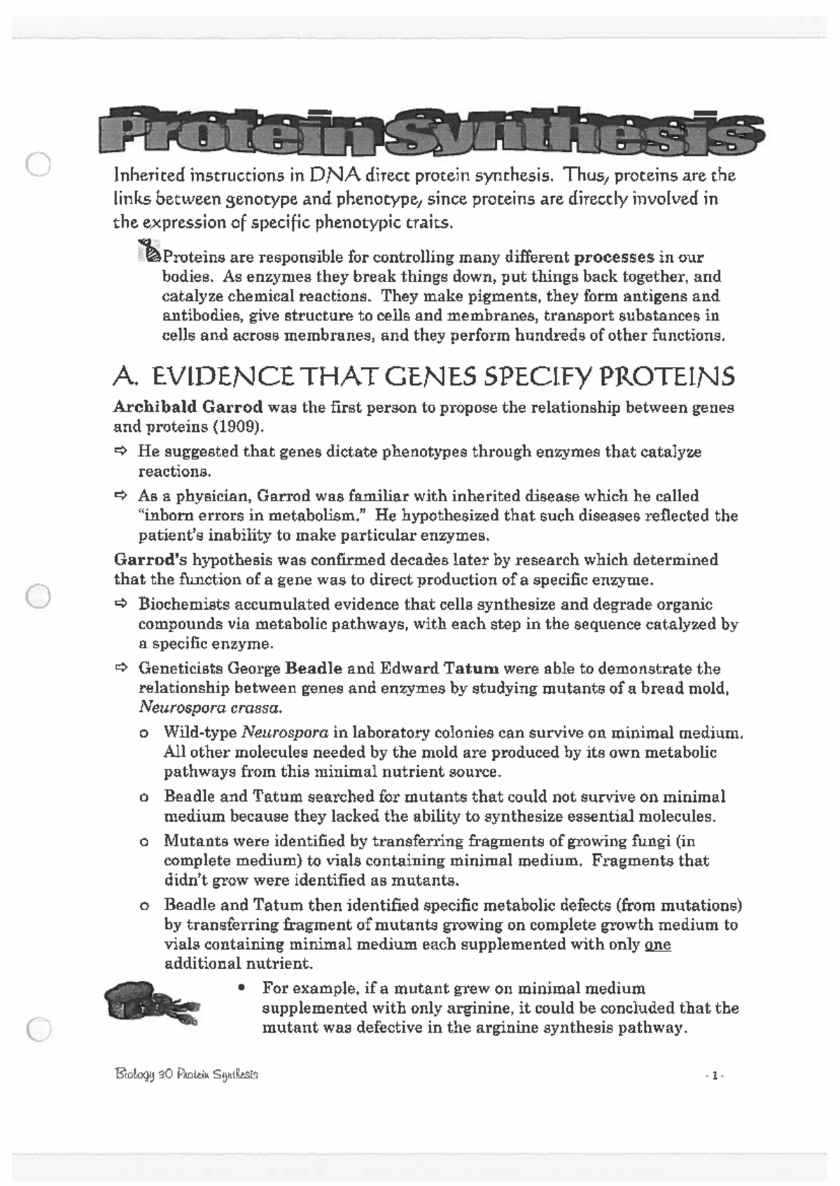 Biology 30: Protein Synthesis Notes and Genetic Code Overview - Studocu