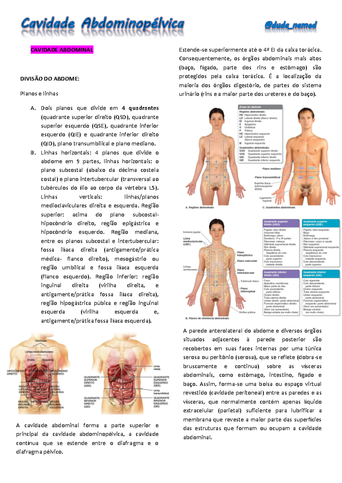 Cavidade Abdominopelvica Rotulada Cavidade Abdominopelvica CAVIDADE