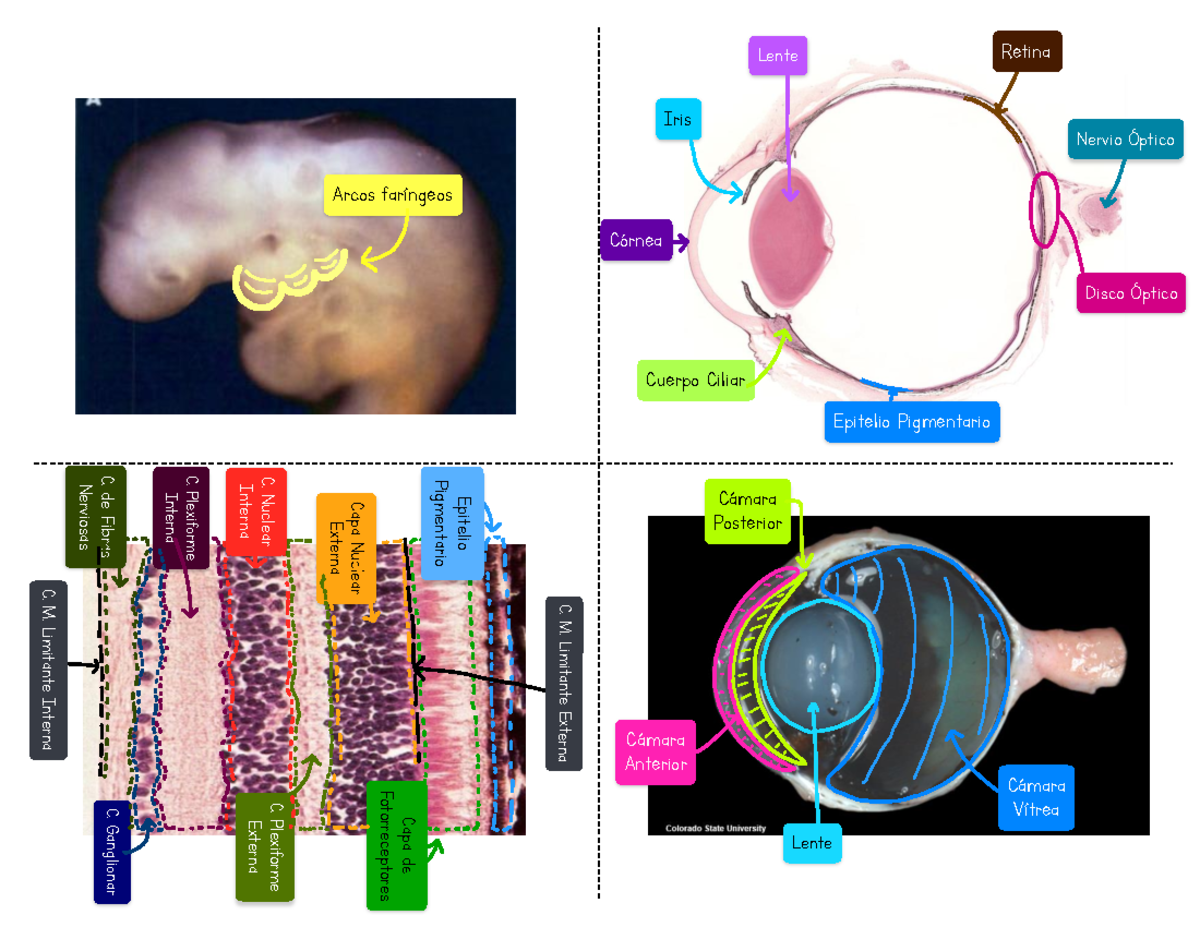 Flashcard Solemne - Estudio de Fisiología del Sistema Nervioso - Document Preview