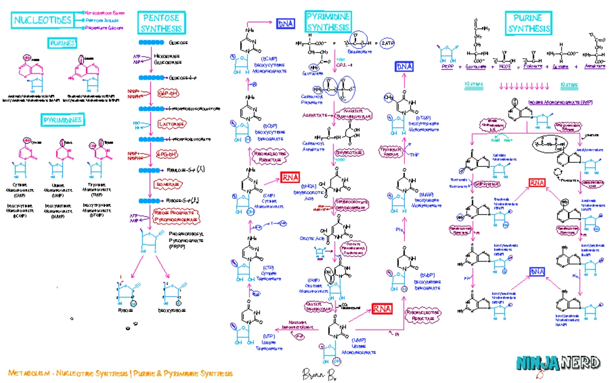Metabolism 28: The Metabolic Map of Proteins - Key Processes - Studocu