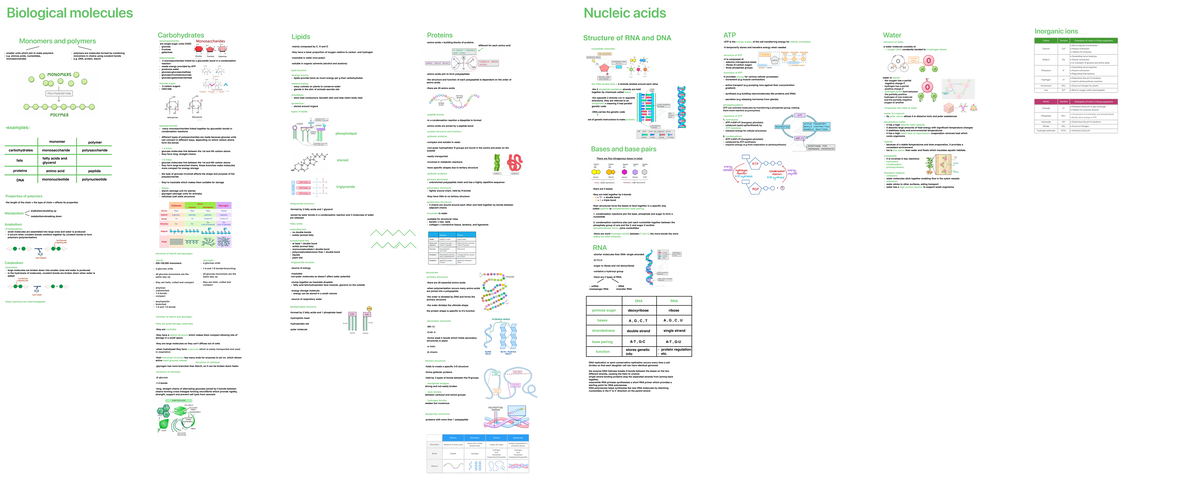 Biology Unit 1: Biological Molecules Overview and Key Concepts - Studocu