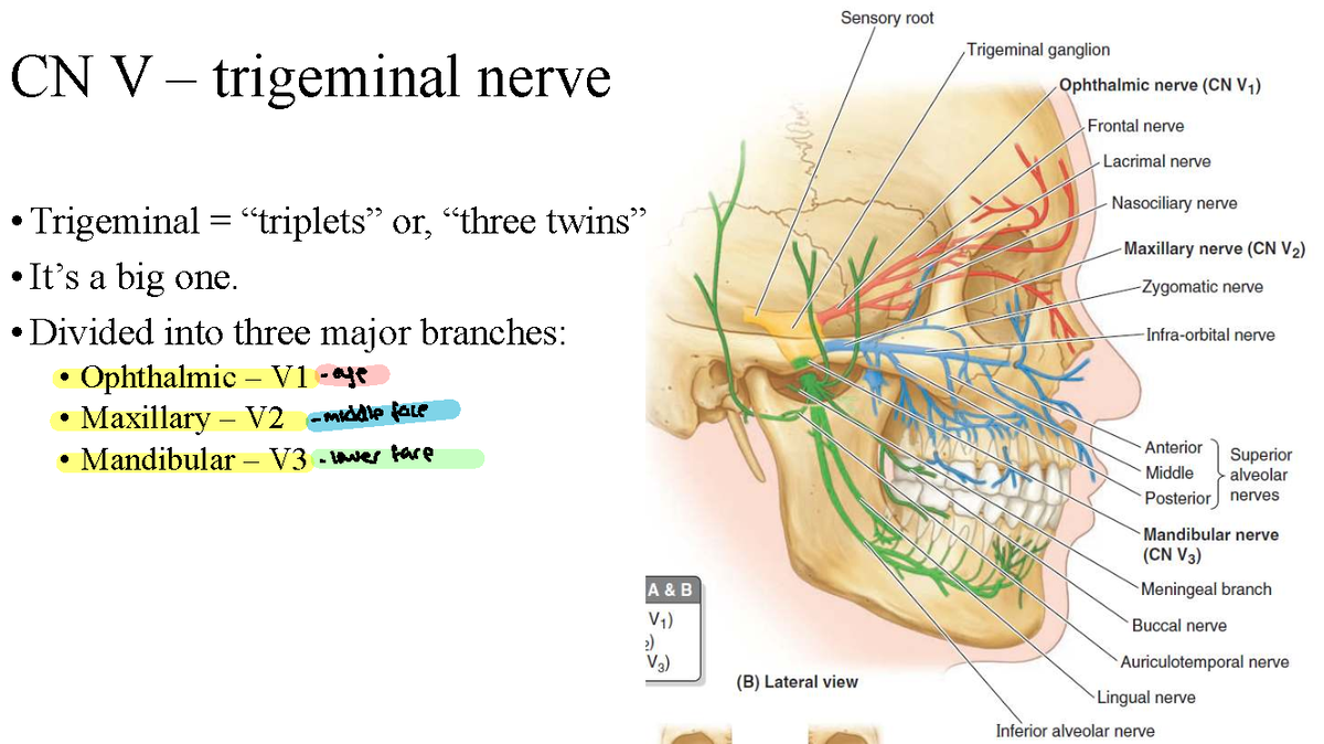 Cranial Nerve Assessment: Gustatory Loss Case Study (CN V) - CN V ...