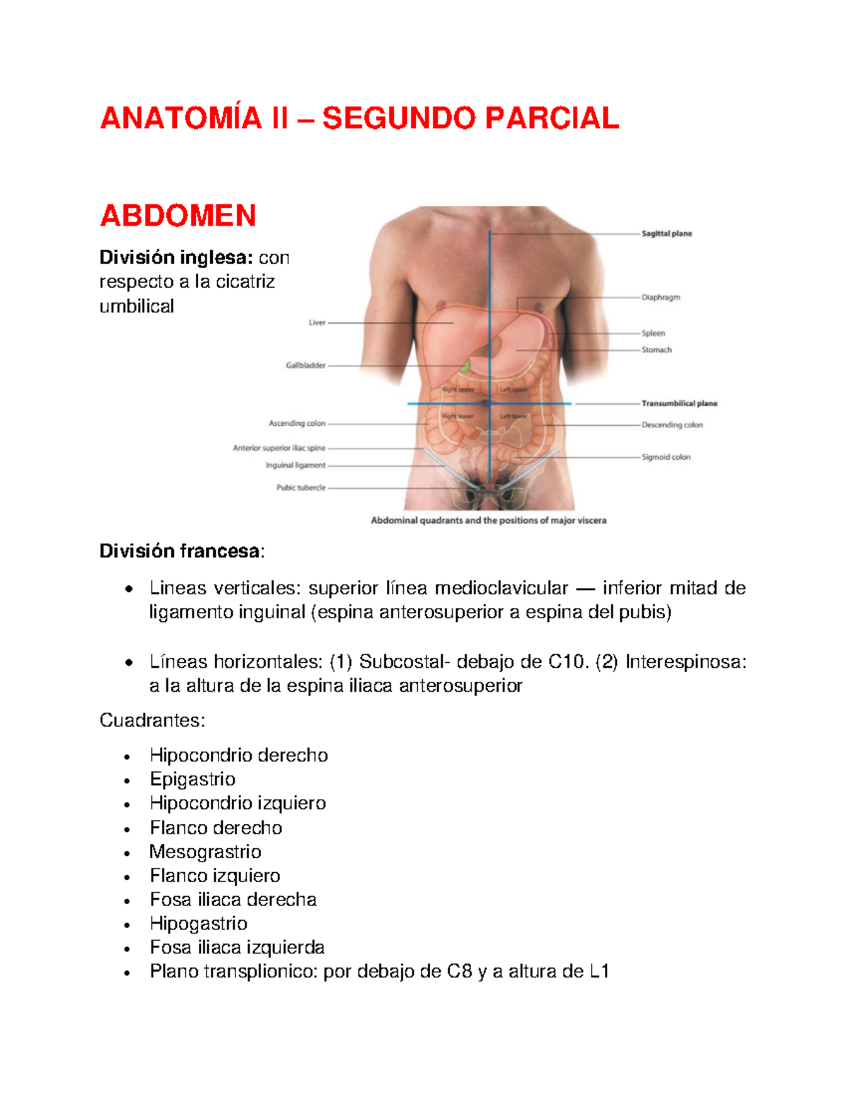 ANATOMÍA II - SEGUNDO PARCIAL: Abdomen y Tubo Digestivo - Studocu