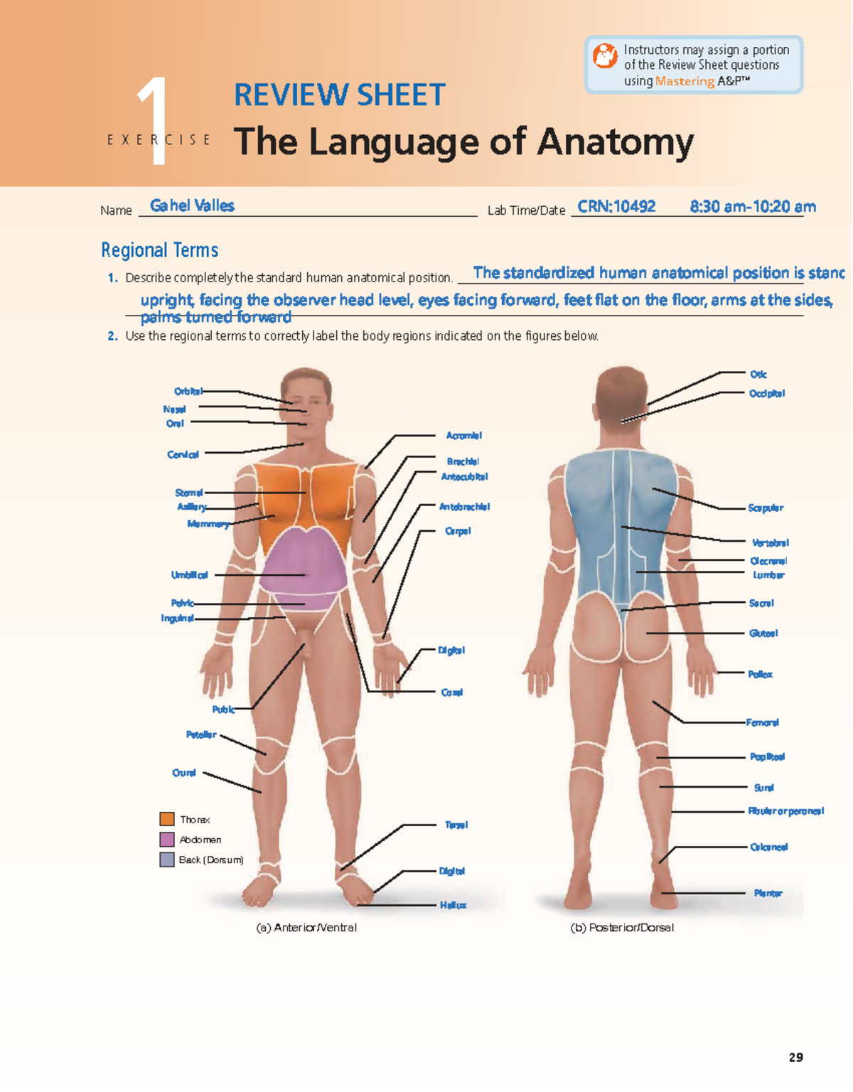 Language of Anatomy Review Sheet - CRN: 10492 - Studocu