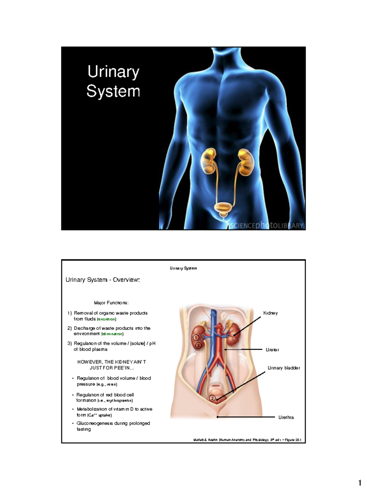 Unit 3 - Urinary System Overview and Key Functions - Studocu