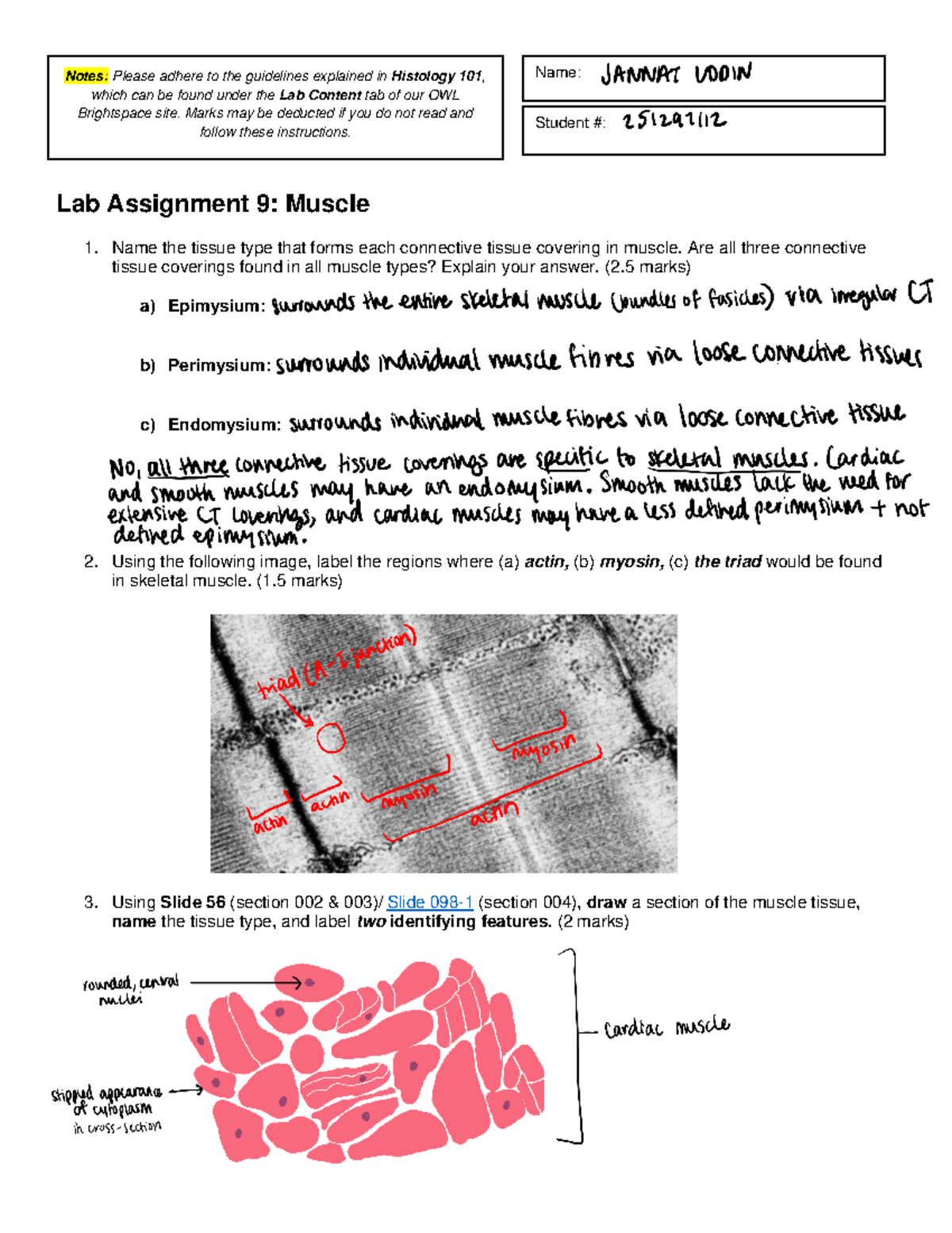 LAB 9 - Muscle Tissue Connective Coverings & Histology Analysis - Studocu