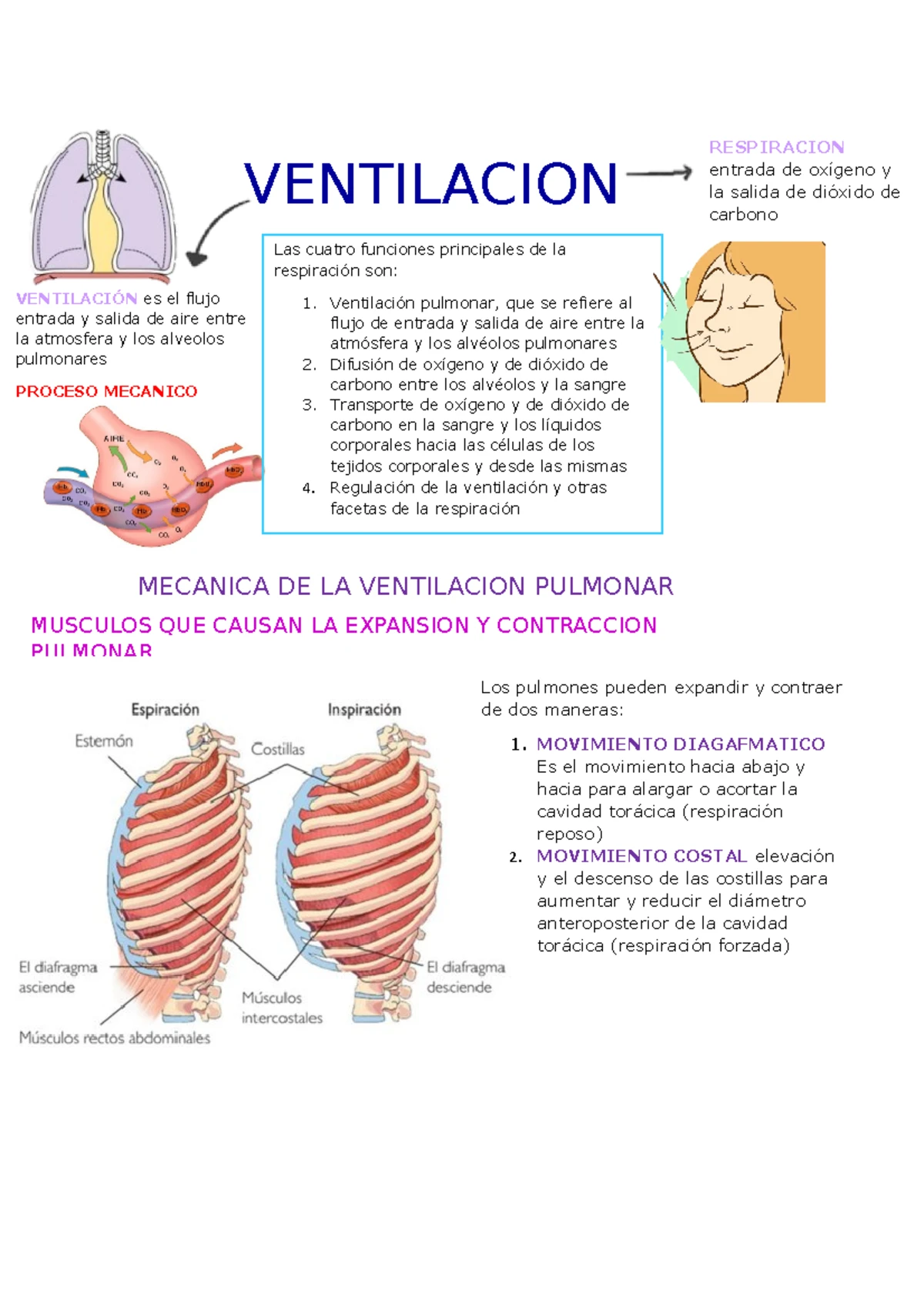 Informe Práctica 3: Disección de Riñón, Pulmón y Bazo - Morfofunción II ...