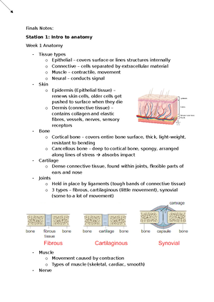 ANAT2008 Week 2 Intro Histology 4 Tissues & Microscopy & techniques ...