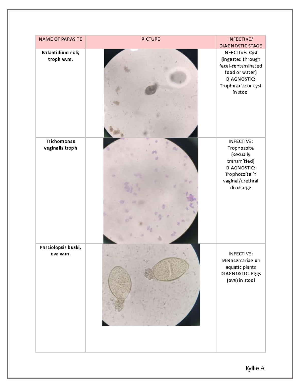 PARA 101: Exam Notes on Parasite Identification and Stages - Studocu