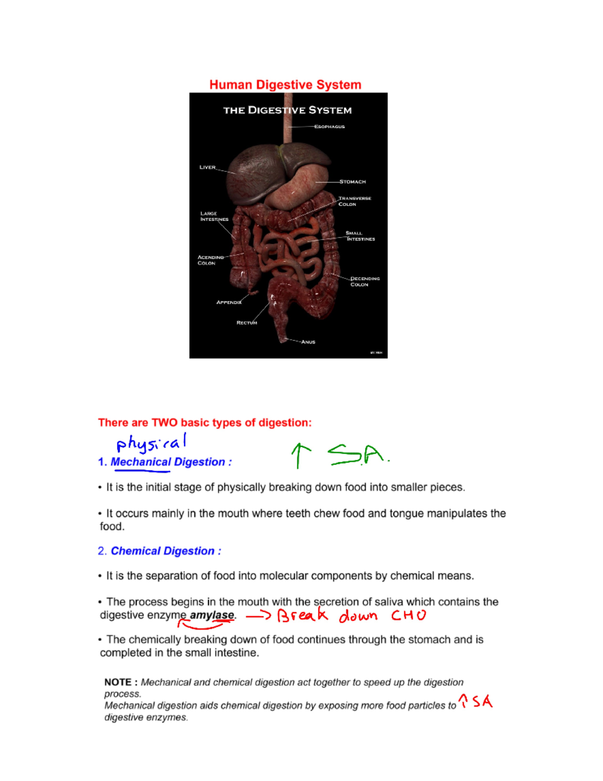Course Code: Final Exam Study Guide and Preparation Notes - Human ...
