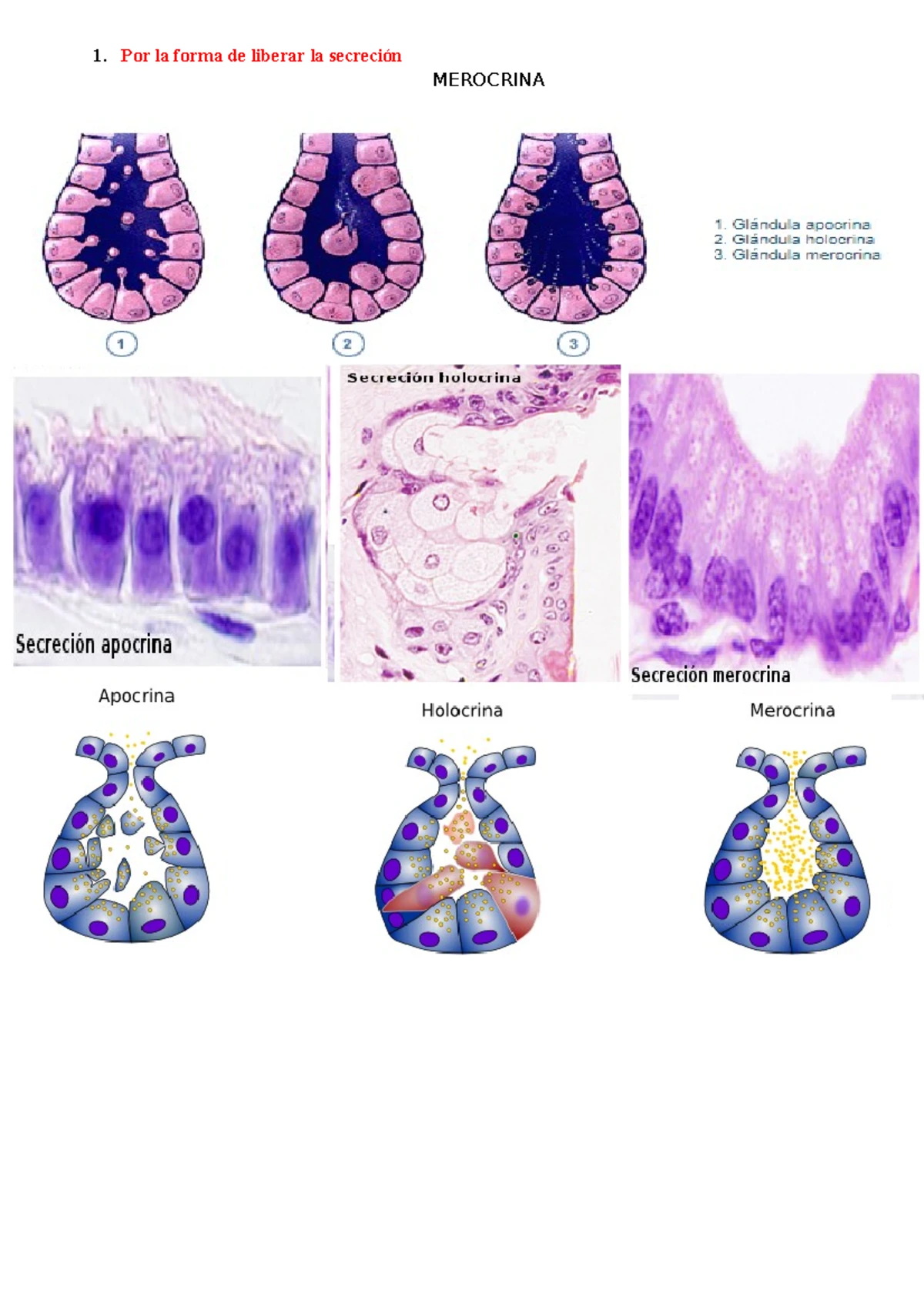 Pruebas 1 Y 2 - Histologia - Los monocitos dan lugar a: Macrófagos Los ...