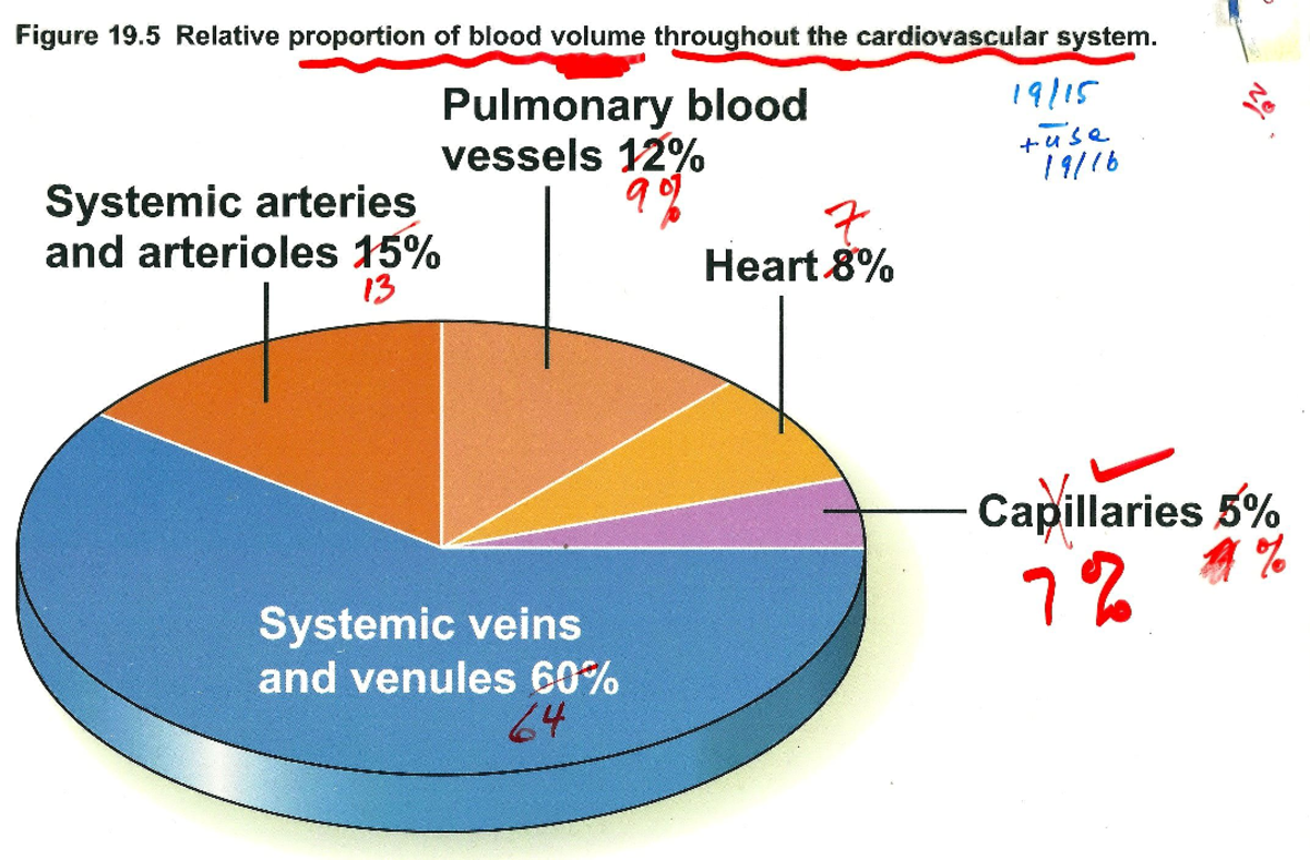 BIOL 244 Blood Vessels 2 - Figure 19 Relative proportion of blood ...