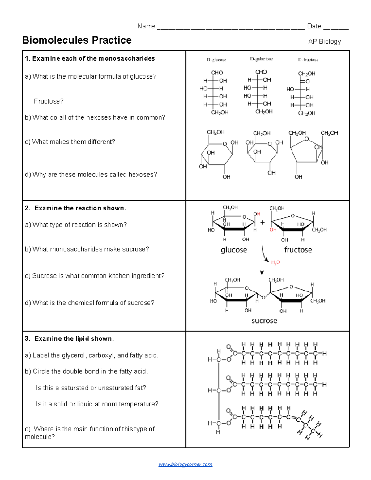 AP Biology Biomolecules Practice Worksheet - Studocu