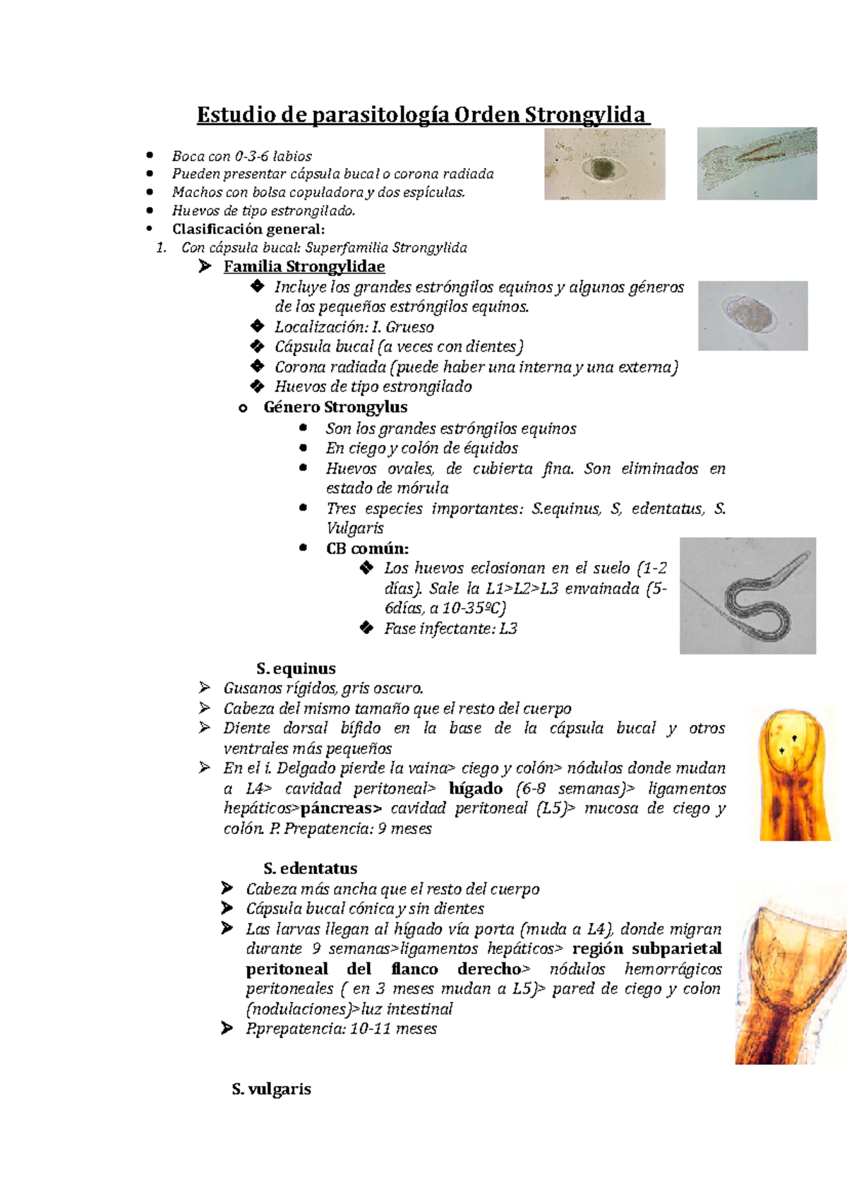 Estudio de Parasitología: Orden Strongylida y su Clasificación - Studocu