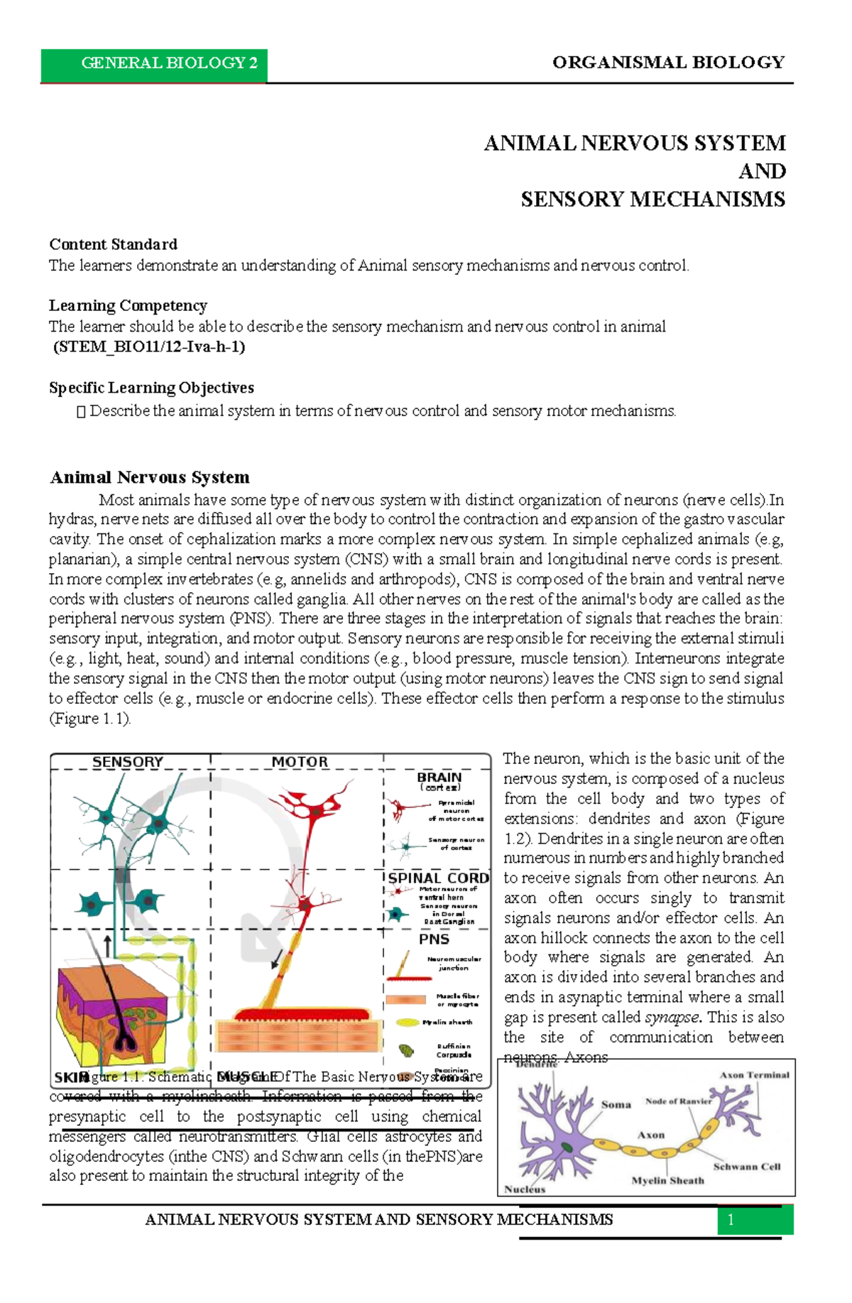GENERAL BIOLOGY 2: Animal Nervous System & Sensory Mechanisms Notes ...