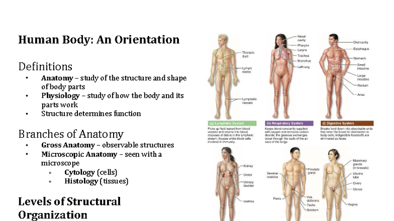 Anatomy and Physiology Overview: Essentials of Human Body Structure ...