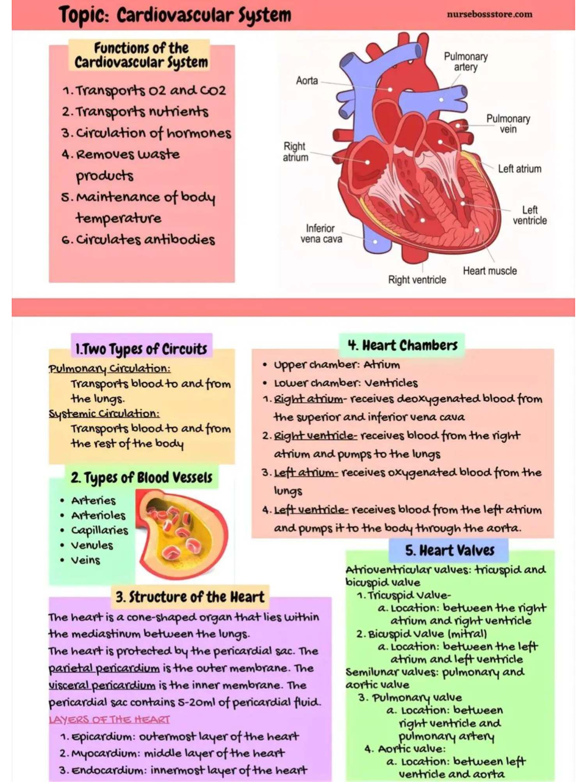 Anatomy & Physiology (ANP 101) - Comprehensive Study Notes - Studocu