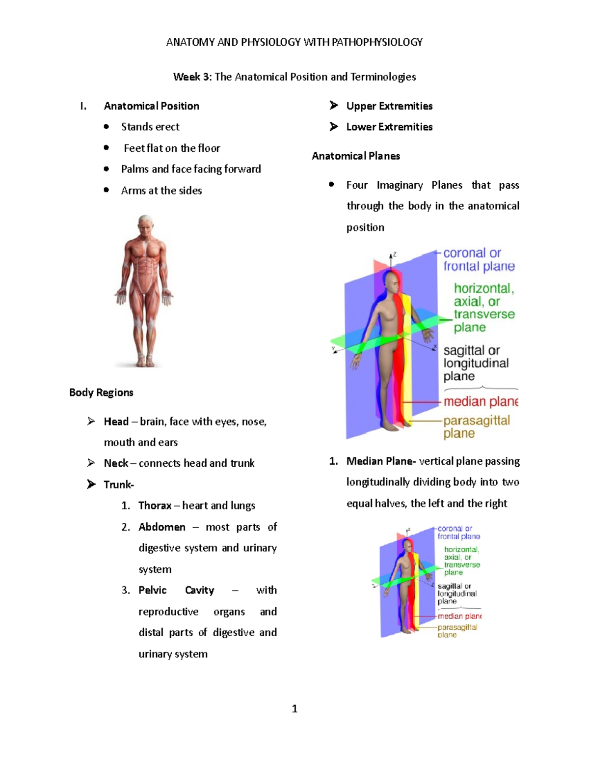 3. WEEK 3- Anatomical Terms - Week 3: The Anatomical Position and ...