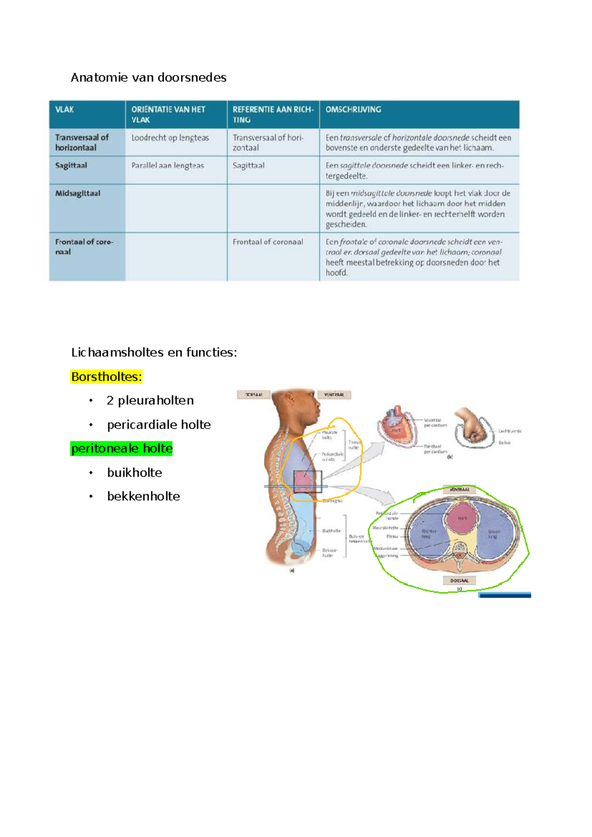 Samenvatting Les 1: Anatomie van Lichaamsholtes en Huidstructuren - Studocu