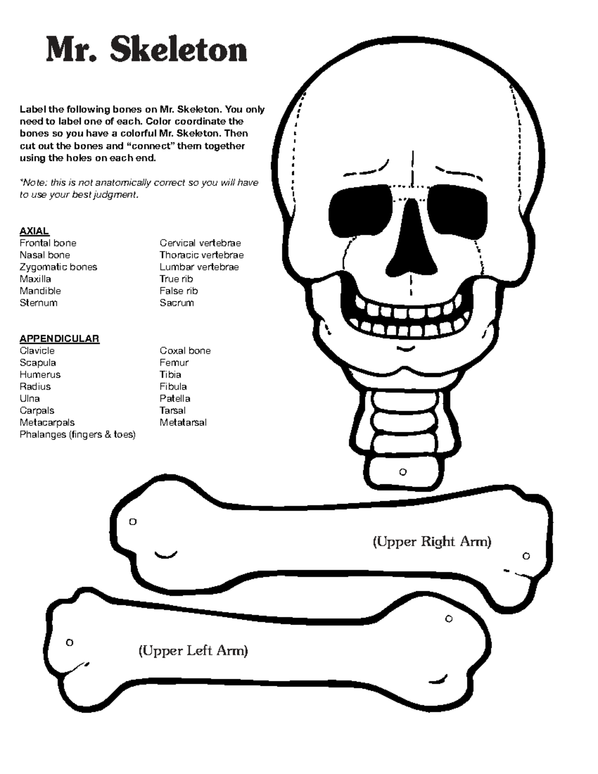Mr. Skeleton Activity: Labeling Bones for Class Project - Studocu