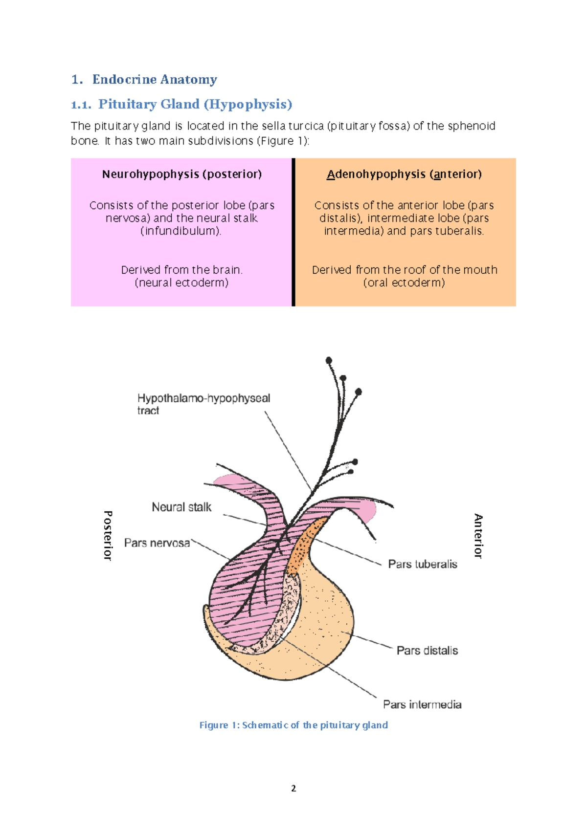 Pituitary Gland Anatomy Notes