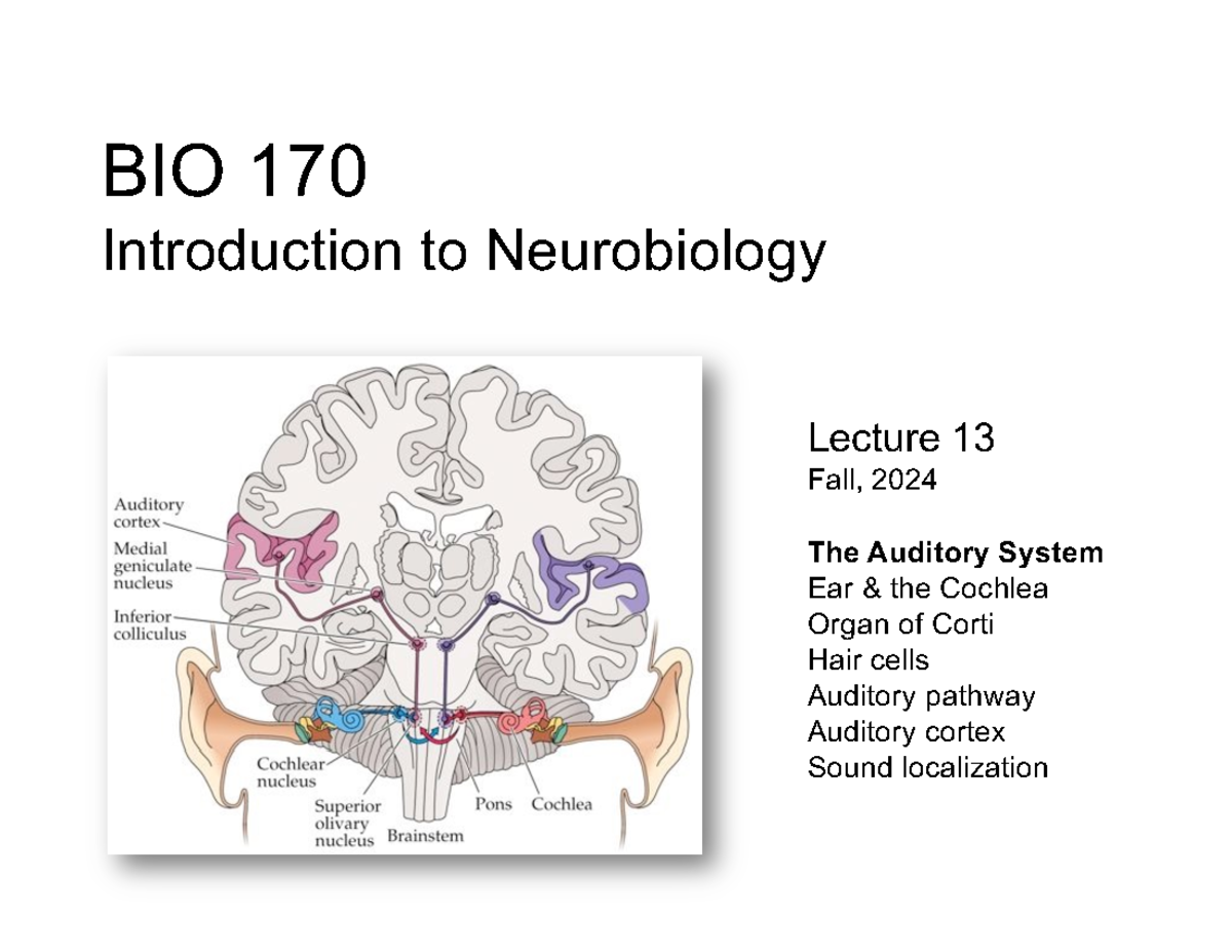 BIO-170 F24 Lecture 13: The Auditory System Explained - Studocu