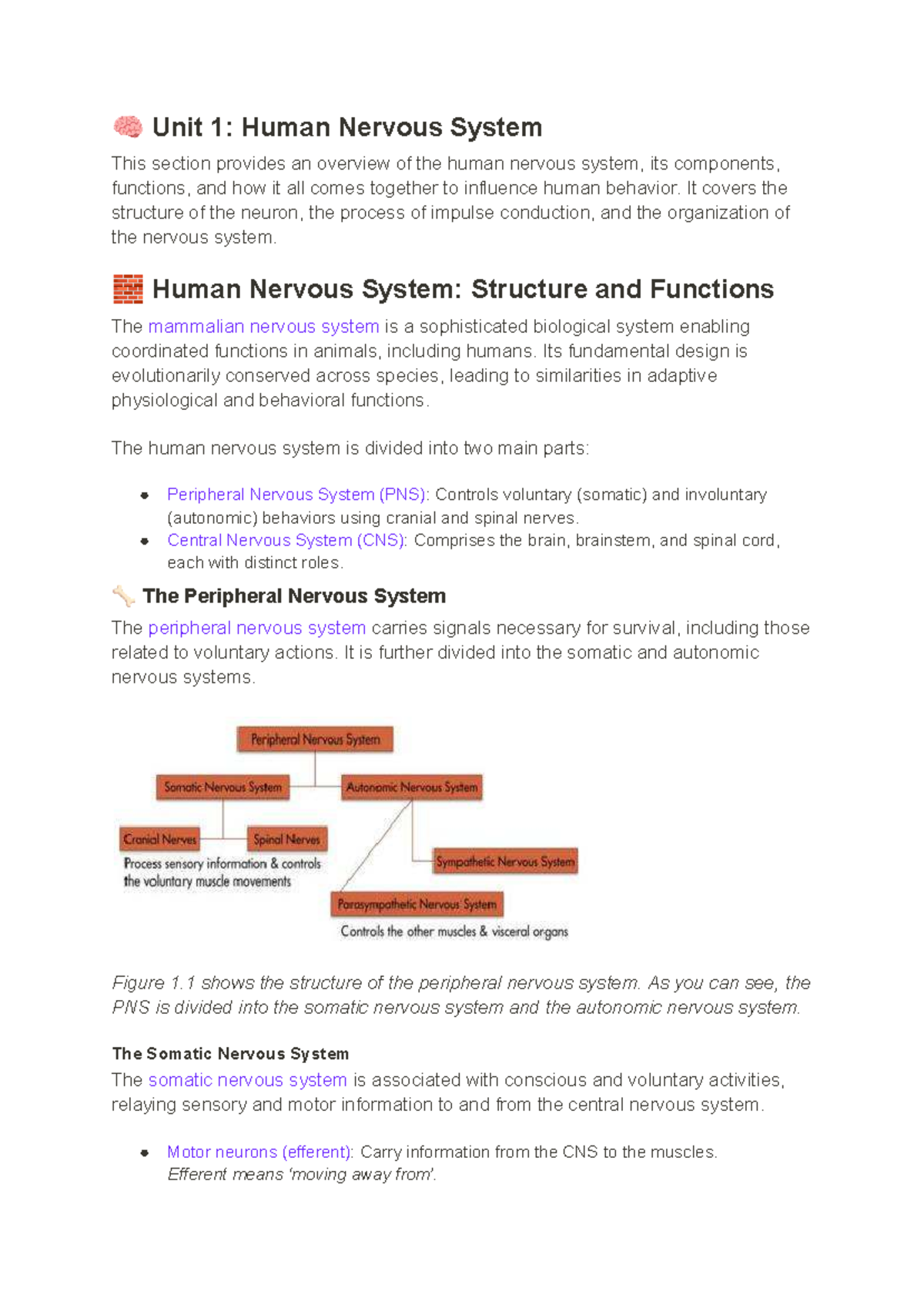 The Human Nervous System Structure And Function