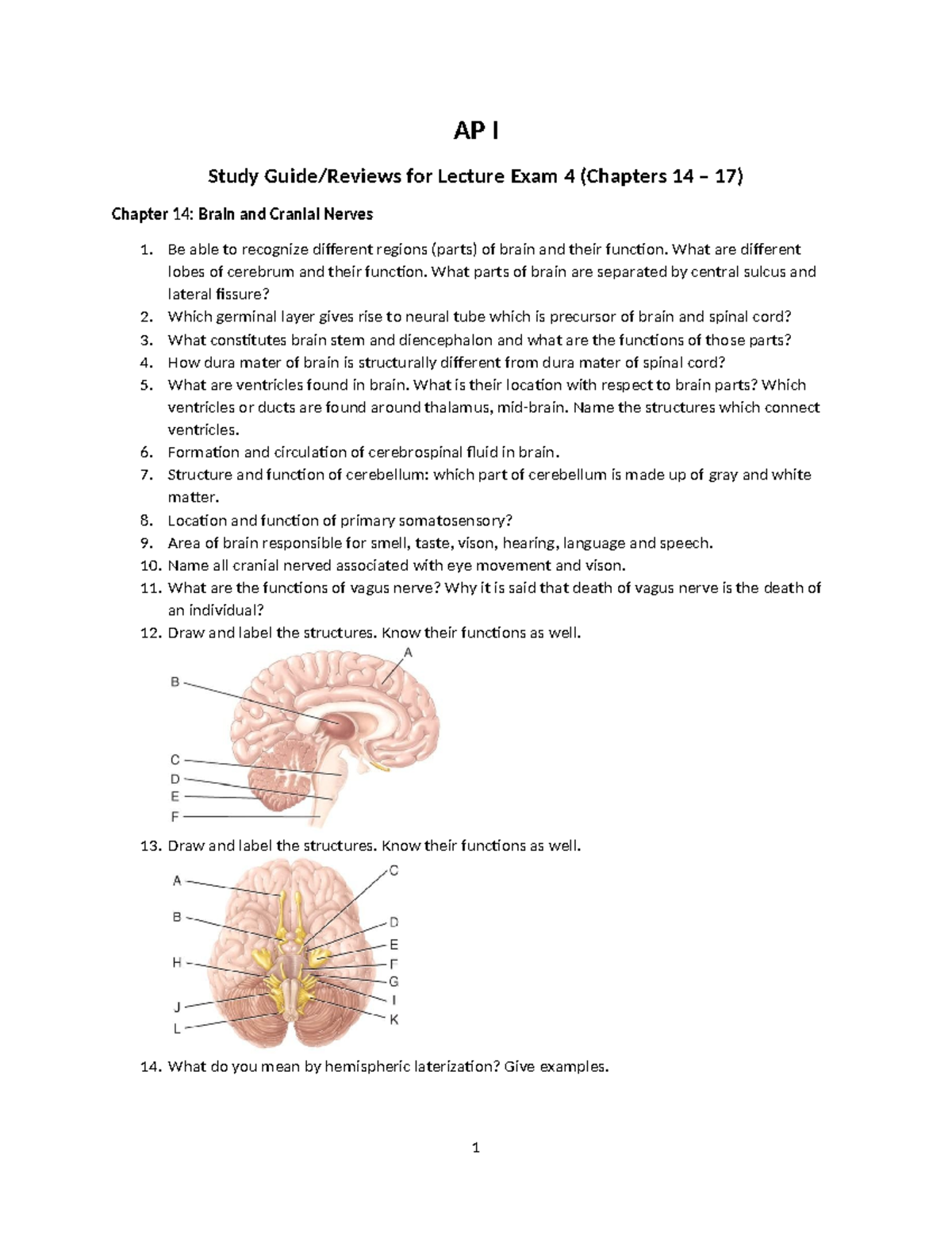 Study Guide for AP I Lecture Exam 4: Chapters 14-17 Topics - AP I Study ...
