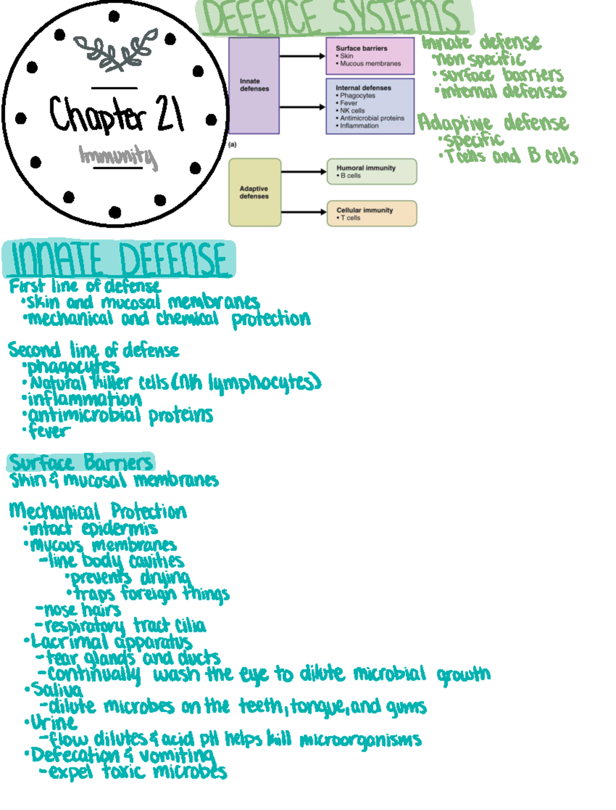 Chapter 21: Overview of the Immune System and Its Functions - Studocu