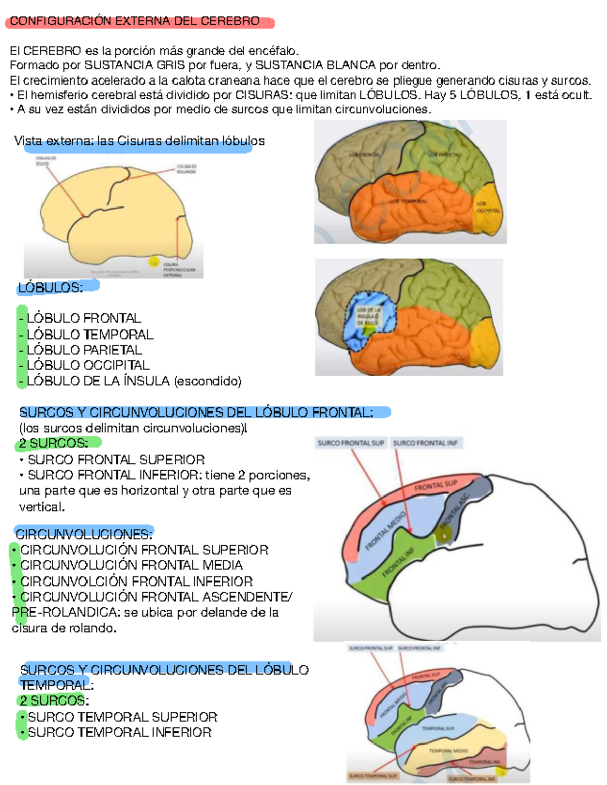 Configuración Externa del Cerebro: Estructura y Lóbulos - Document Preview