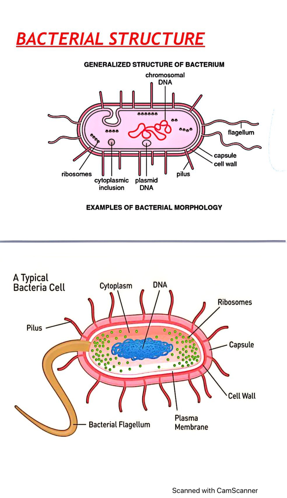 Bacterial Structure: Overview and Key Features - Studocu