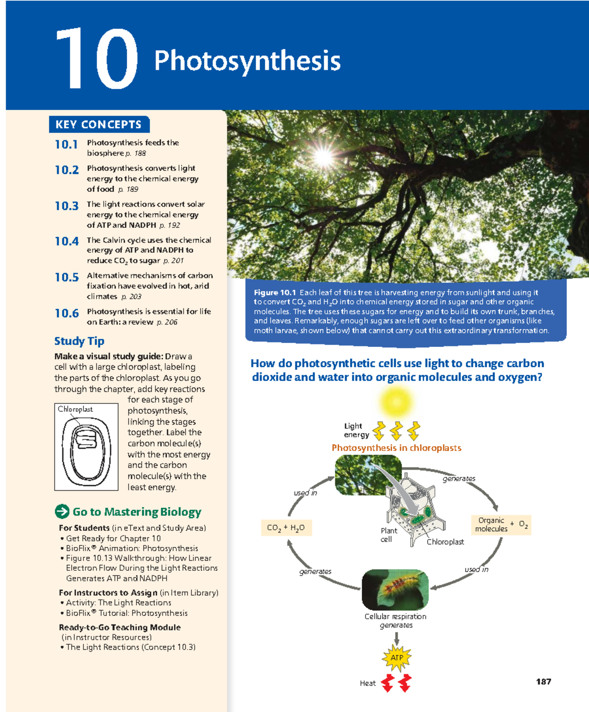 Chapter 10: Photosynthesis Overview and Key Concepts - Studocu