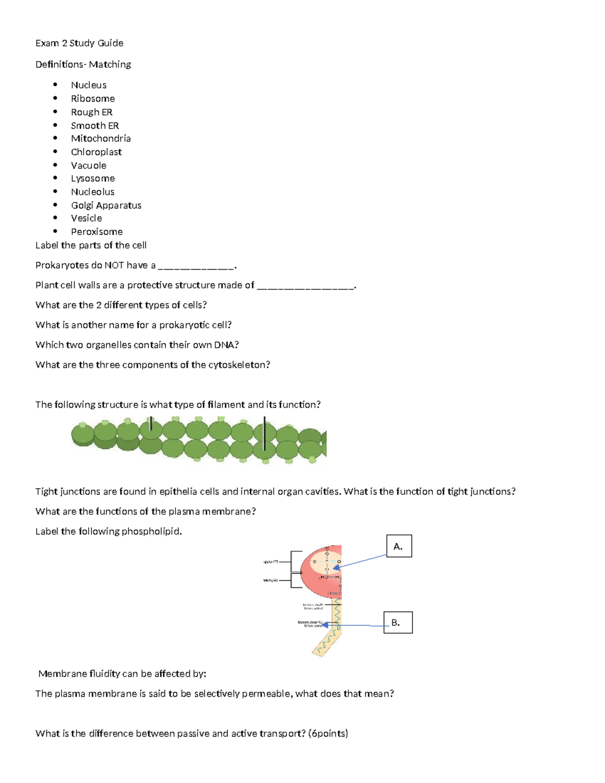 Exam 2 Study Guide: Key Concepts in Cell Biology - Studocu