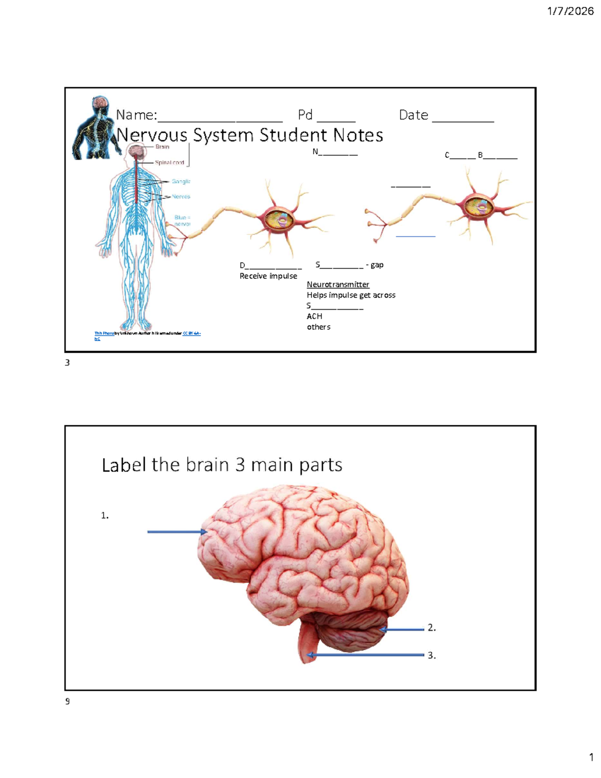 MT+NS Brain Structure & Function Student Notes - Studocu