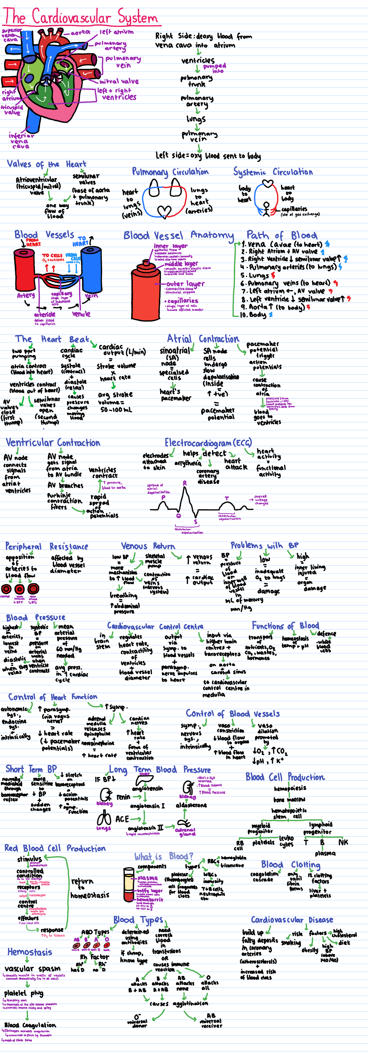 Week 5: The Cardiovascular System Overview and Key Concepts - Studocu