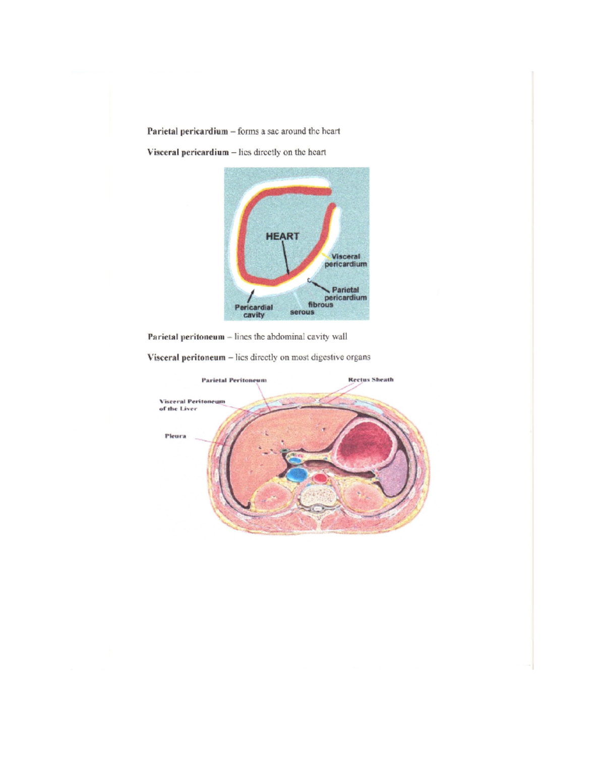 Lab Tissues - Parietal pericardium forms a sac around the heart ...