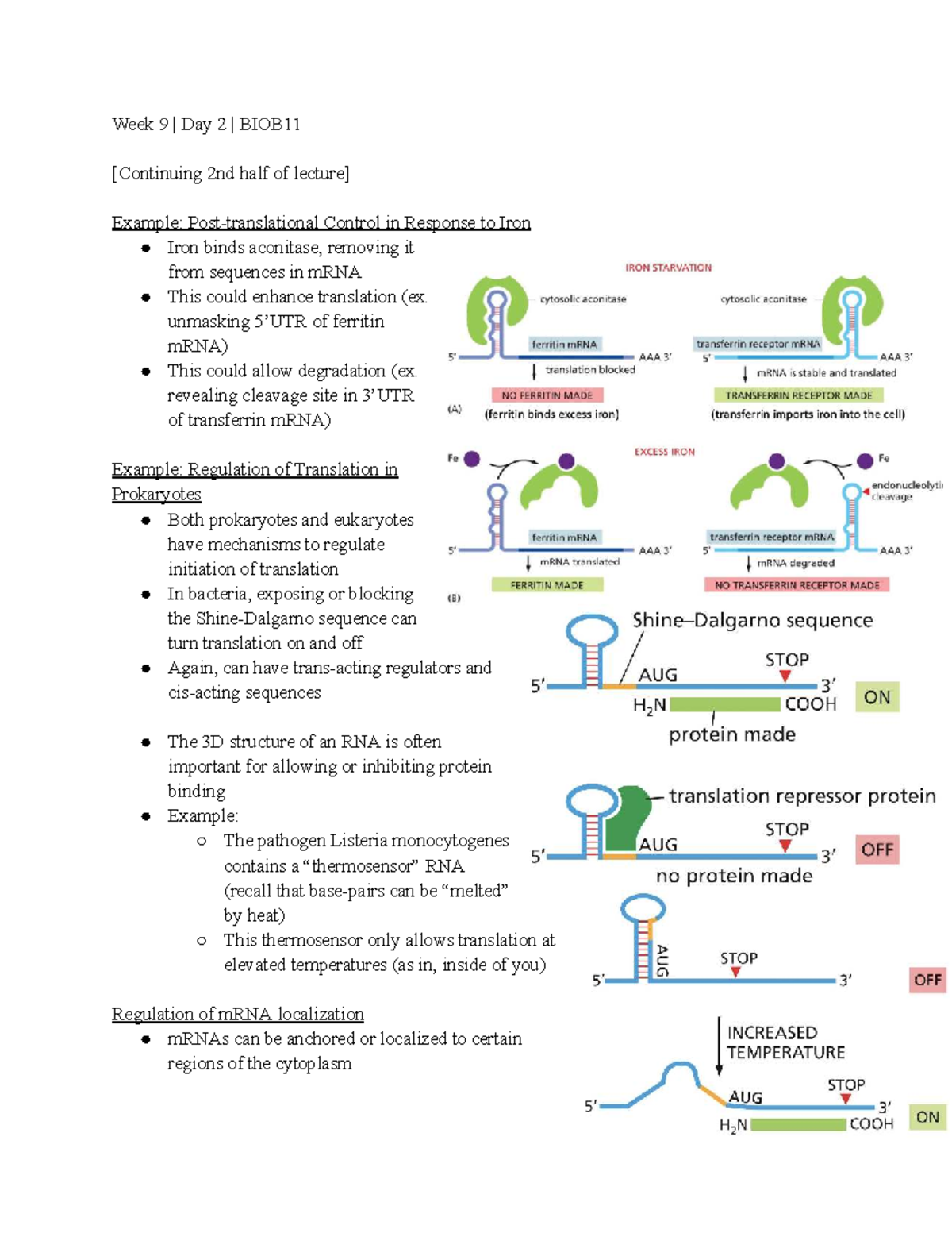 Week 9 Day 2 BIOB11 - Control of Translation and mRNA Localization ...