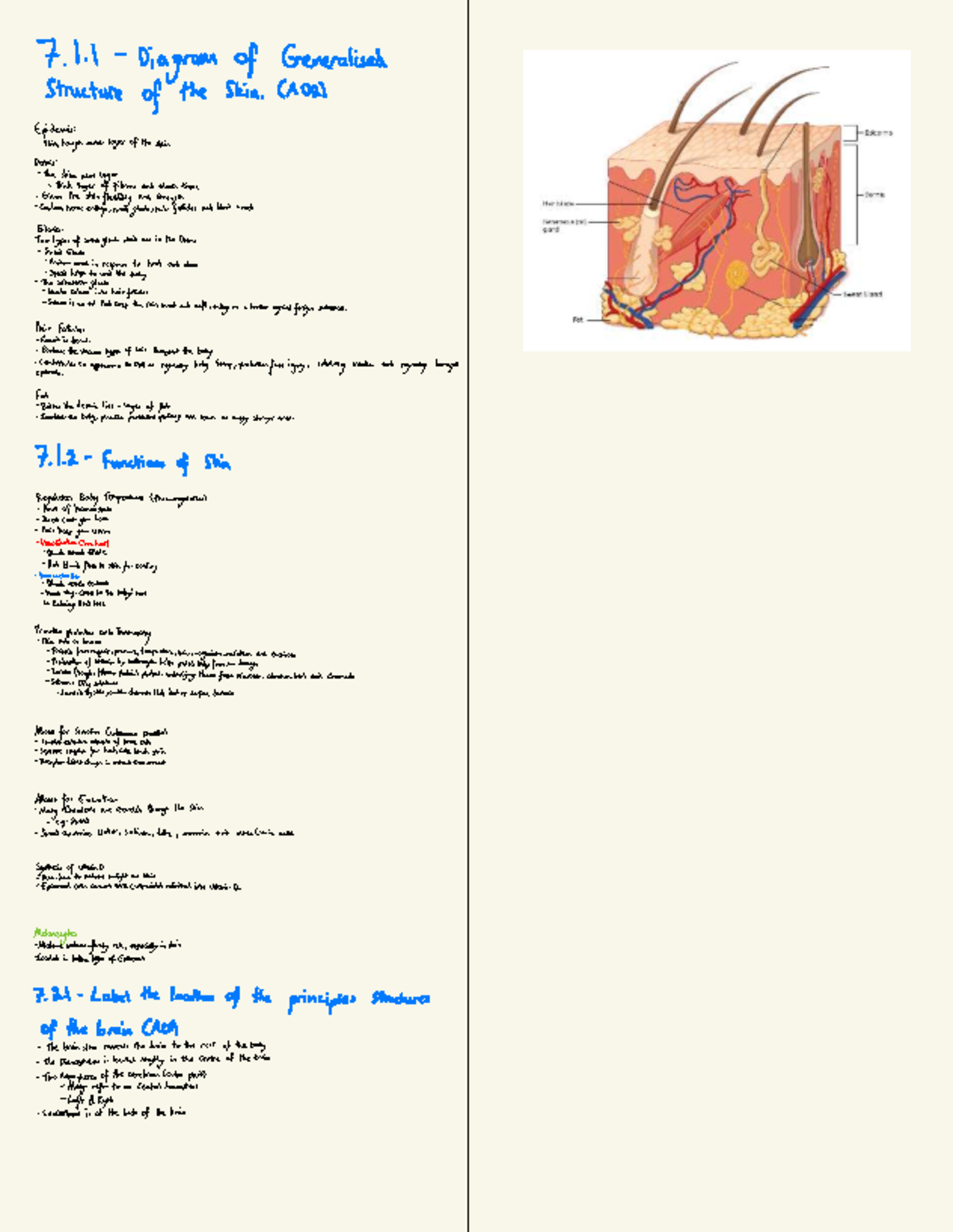 Anatomy of the Epidermis and Skin Structure (A02) - Topic 7 - Studocu