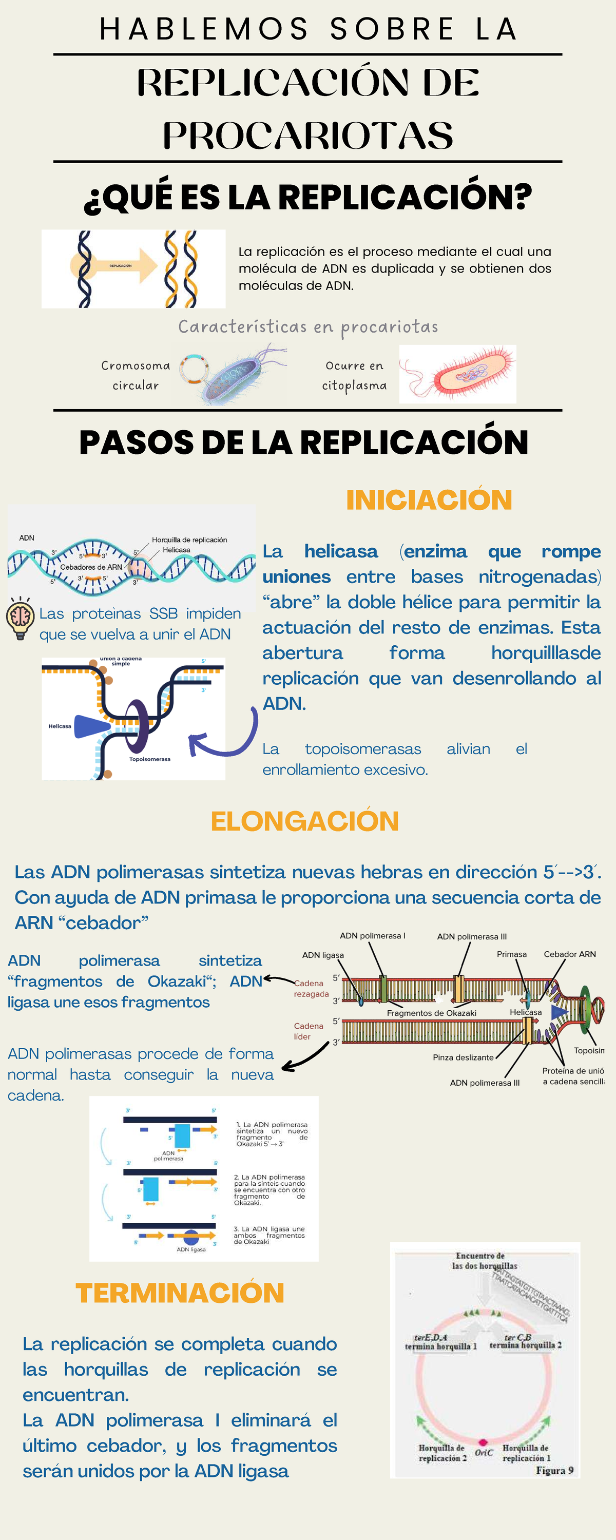 Infografía sobre la Replicación de Procariotas en ADN - Studocu