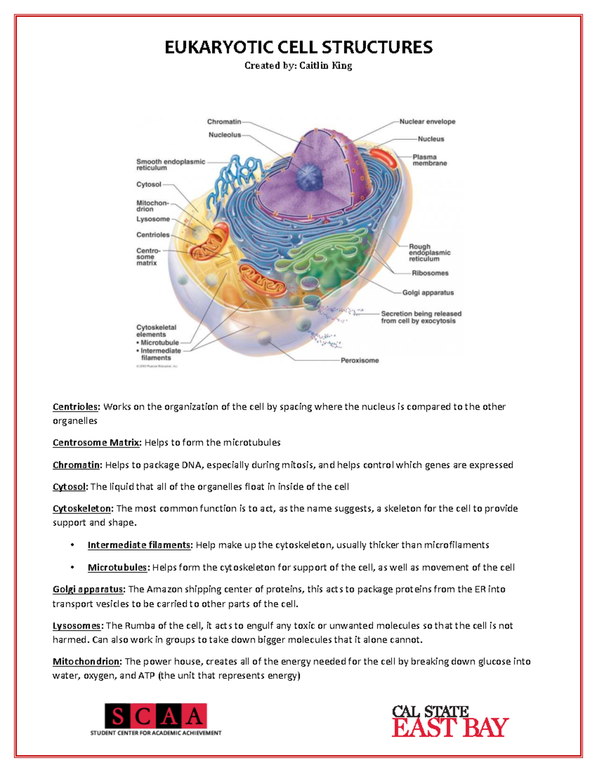 EUKARYOTIC CELL STRUCTURES: Key Organelles Overview - Studocu