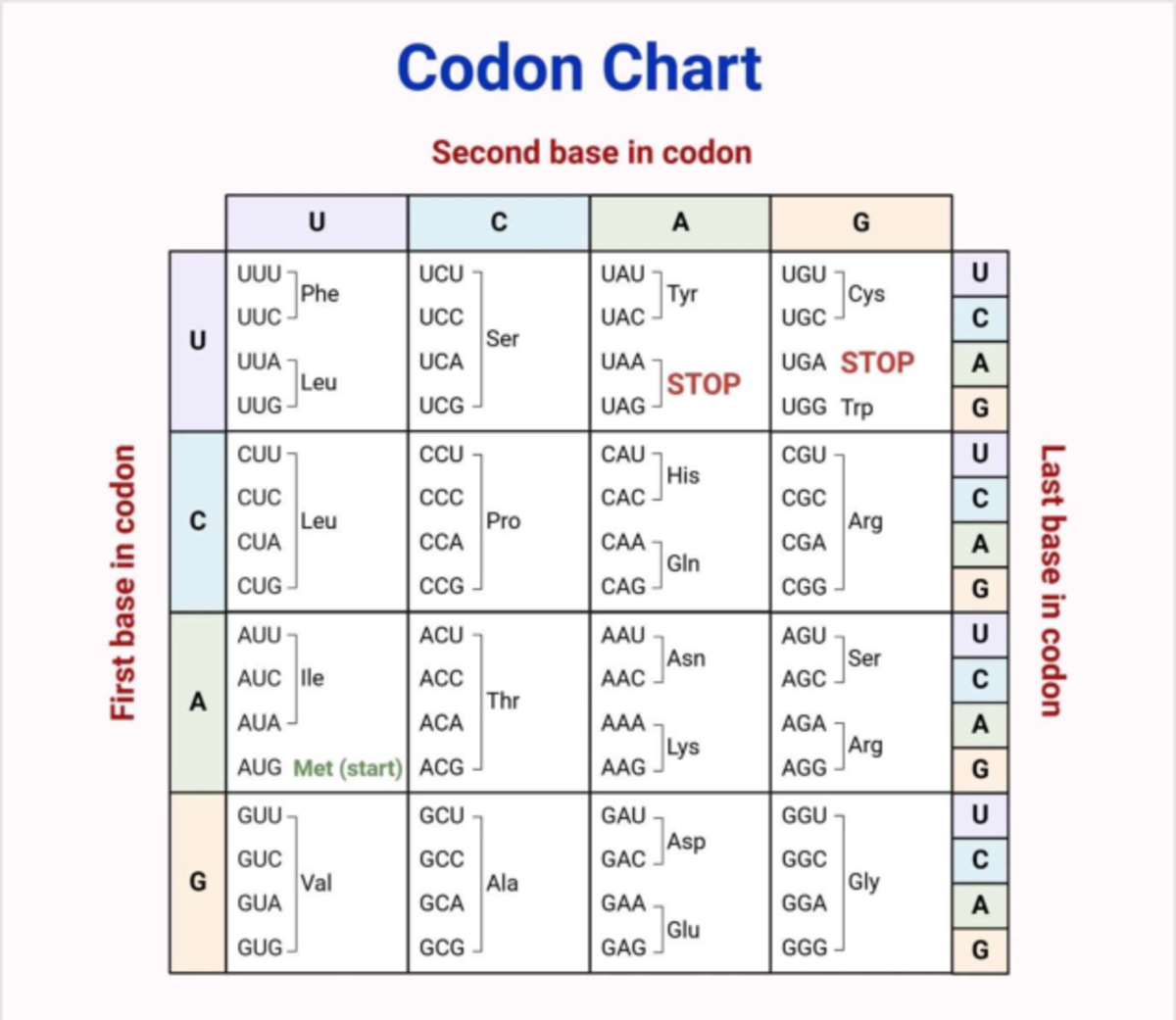 Codon Chart Overview for Genetics Study (BIO101) - Studocu