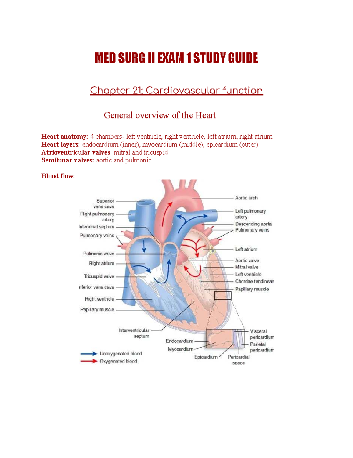 MED SURG II EXAM 1 Study Guide: Cardiovascular Function Overview - Studocu
