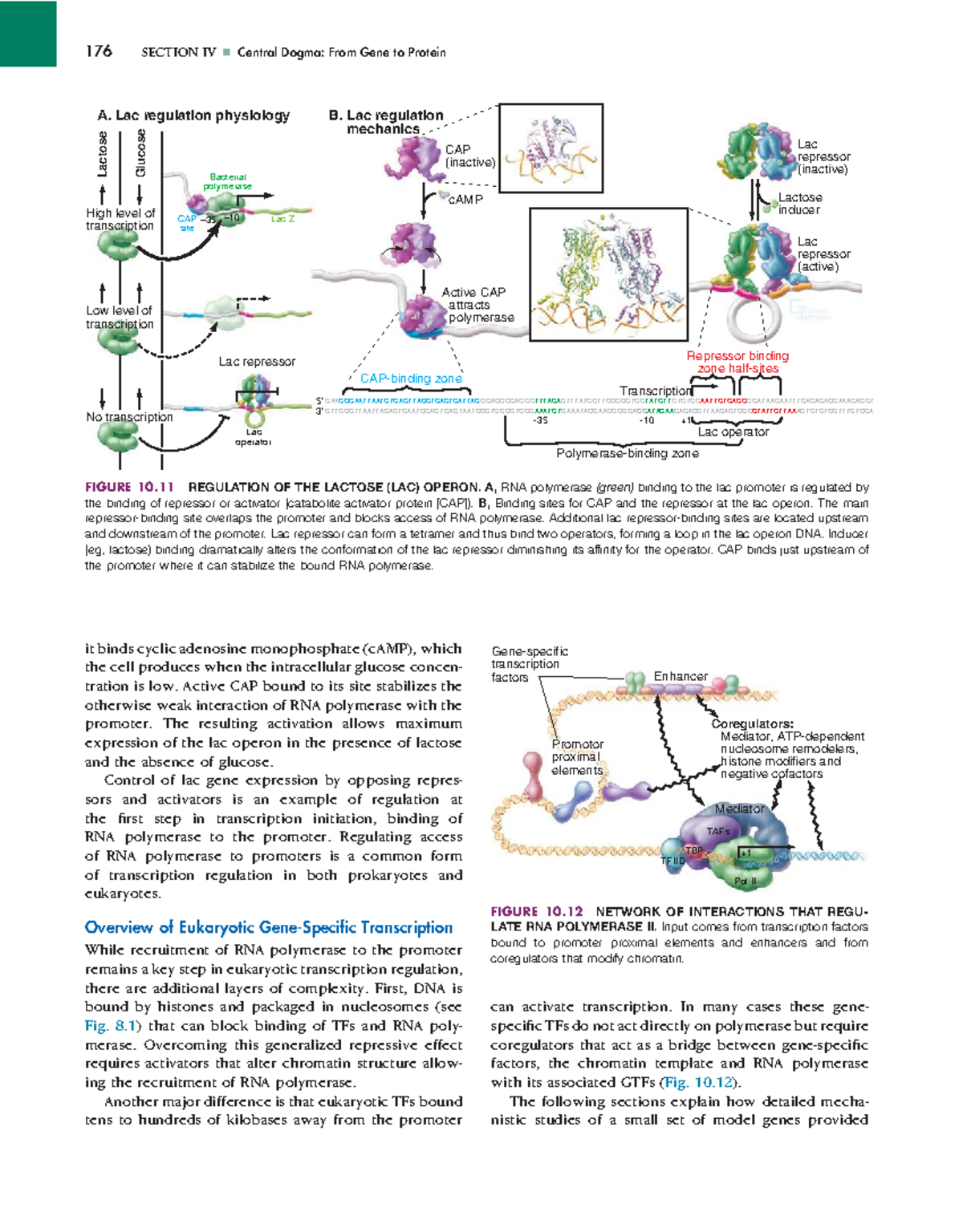Class Test 4: Central Dogma and Gene Regulation (176) - Studocu