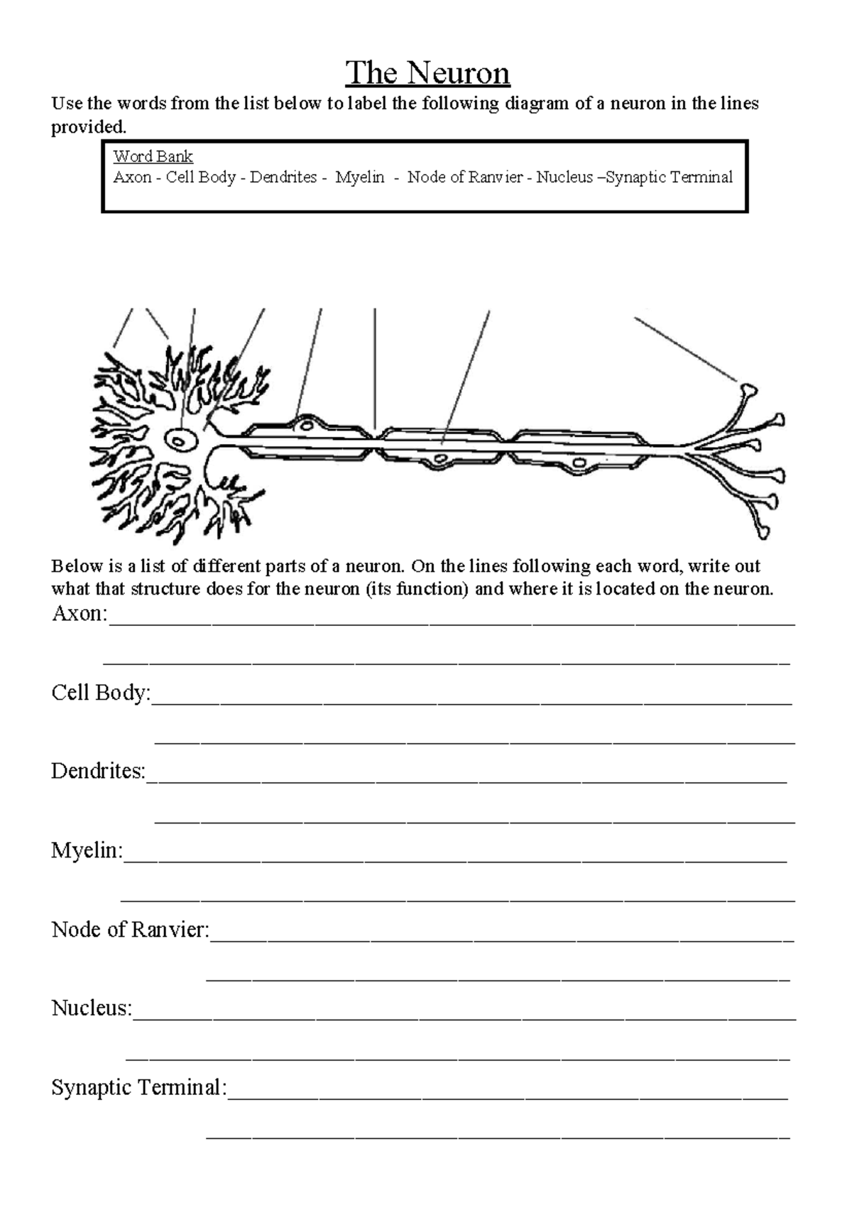 The Neuron worksheet (1) - The Neuron Use the words from the list below ...