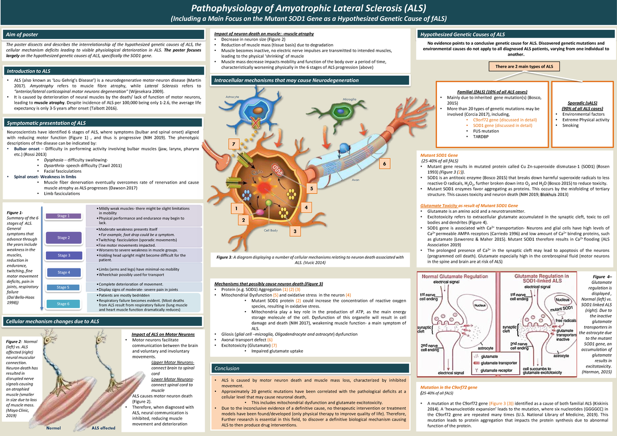 Pathophysiology of ALS: Focus on Mutant SOD1 Gene (HAPIA 2023) - Studocu