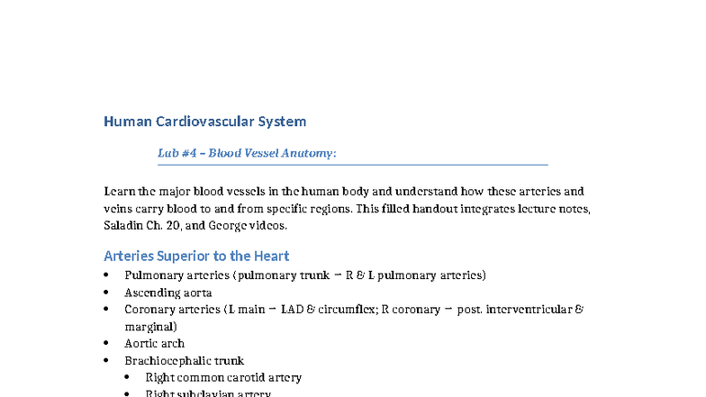 Bio302 Lab 4: Blood Vessel Anatomy of the Human Cardiovascular System ...