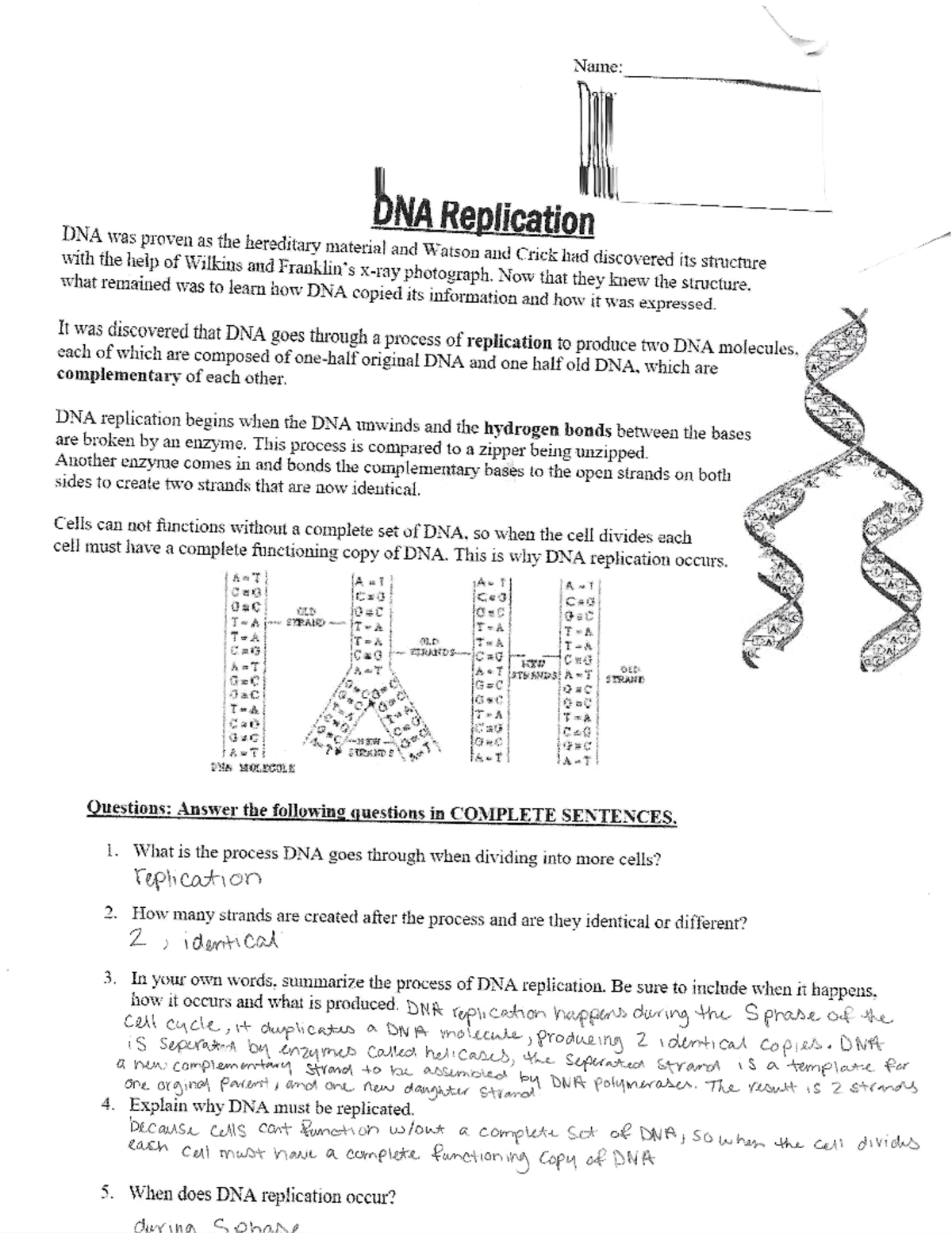 DNA Replication: Processes, Importance, and Mechanisms Explained - Studocu